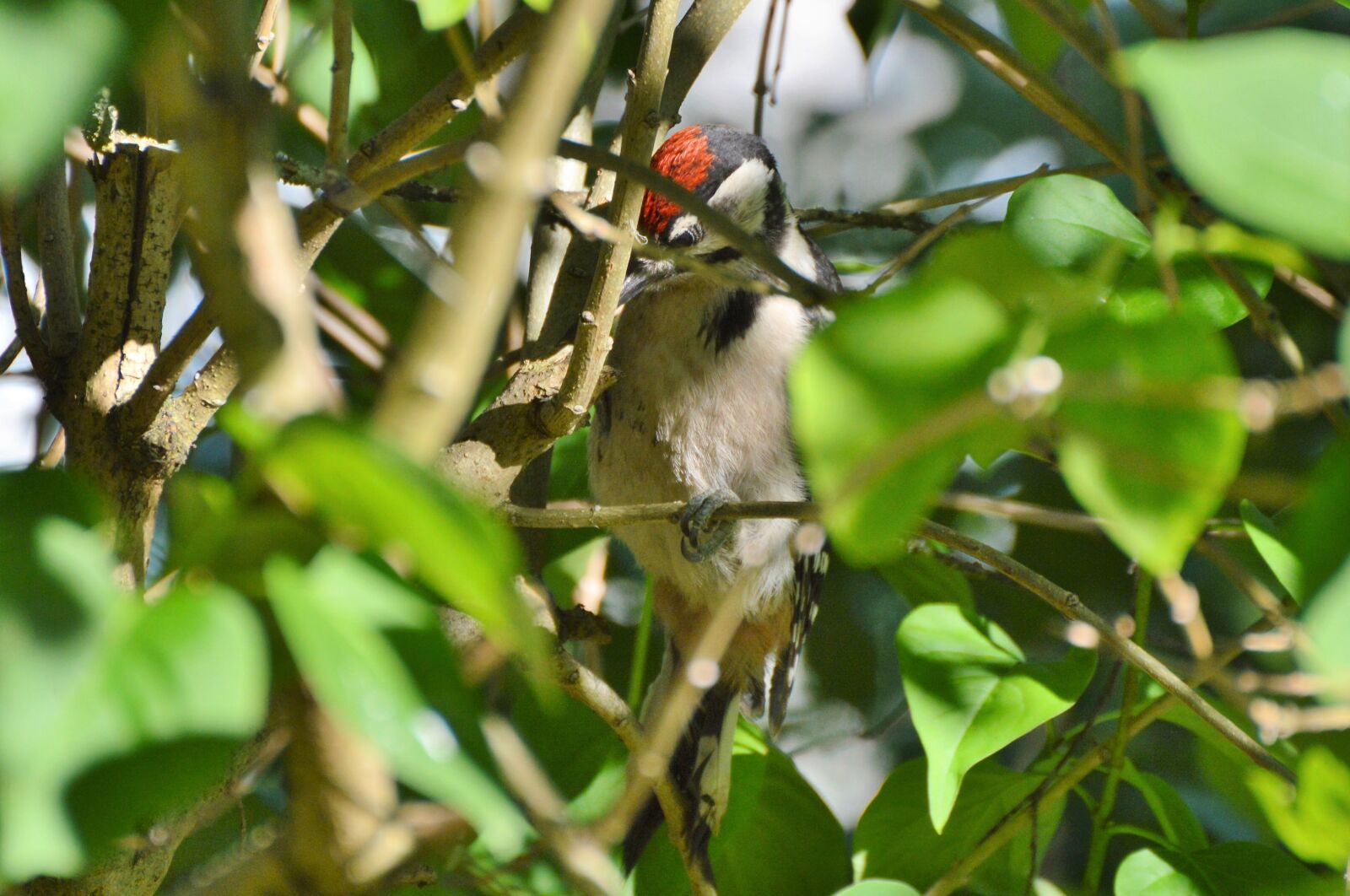 Nikon D3200 sample photo. Great spotted woodpecker, woodpecker photography