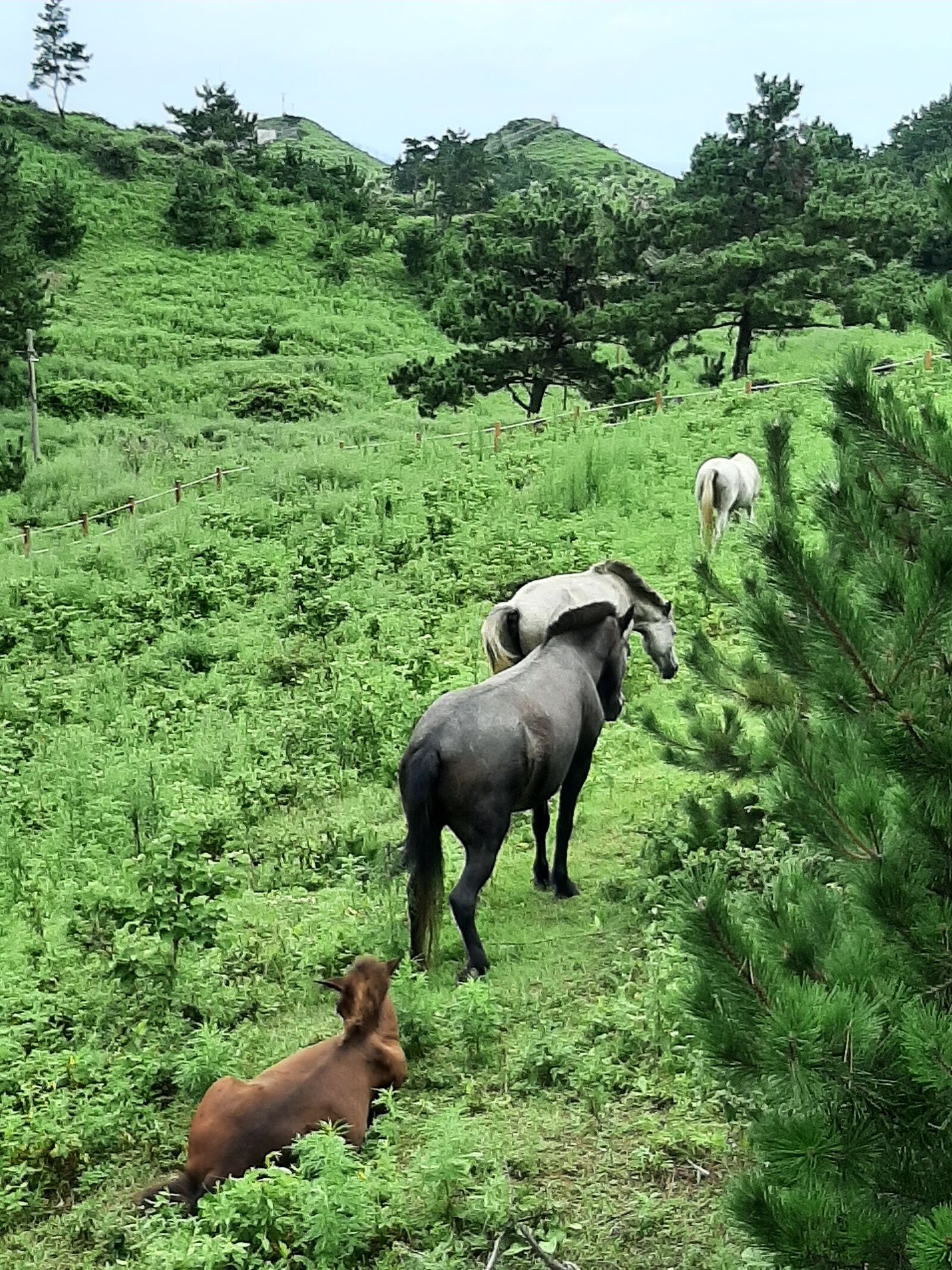 Samsung Galaxy A50 sample photo. Horse, cow, animal photography