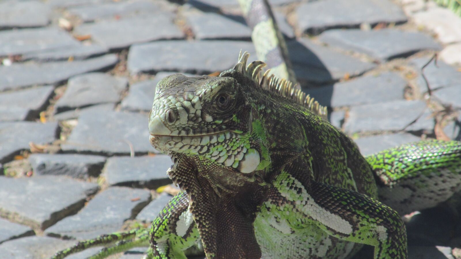 Canon PowerShot SX150 IS sample photo. Green iguana, lizard, iguana photography