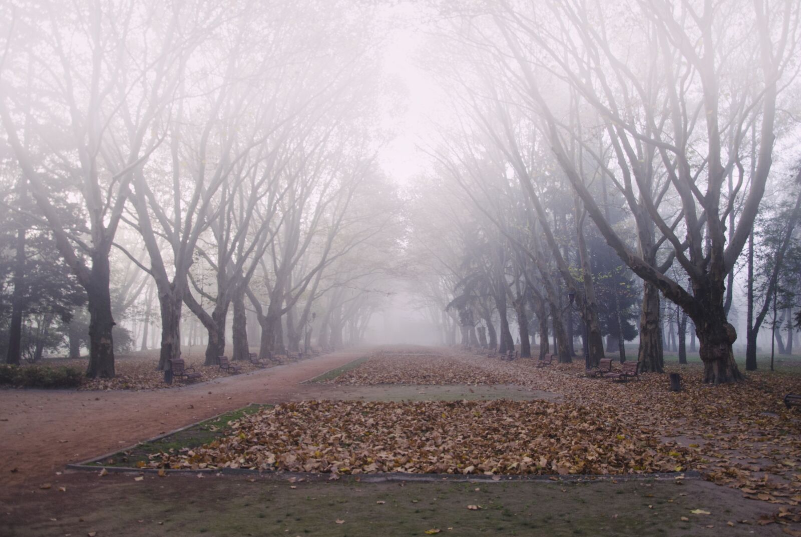 Nikon D5100 sample photo. Autumn, fog, forest photography