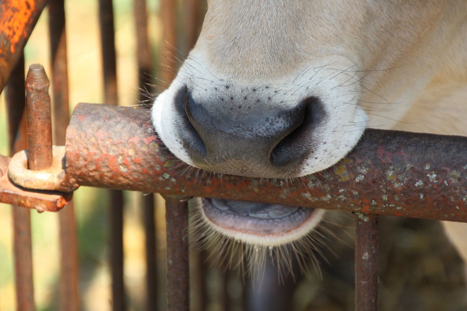 Canon EOS 1200D (EOS Rebel T5 / EOS Kiss X70 / EOS Hi) sample photo. Calf, nose, fence photography