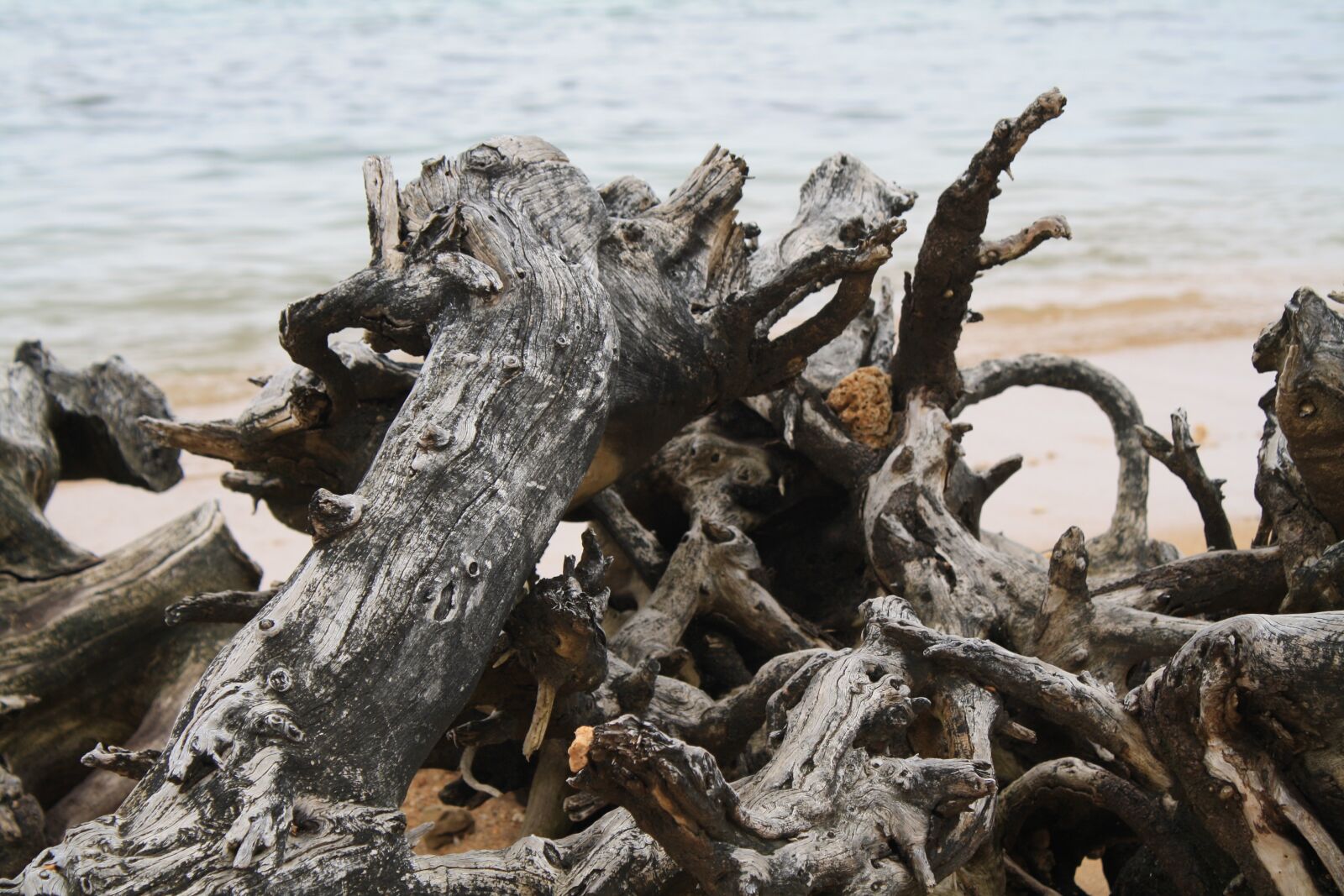 Canon EOS 1000D (EOS Digital Rebel XS / EOS Kiss F) sample photo. Driftwood, scenic, beach photography