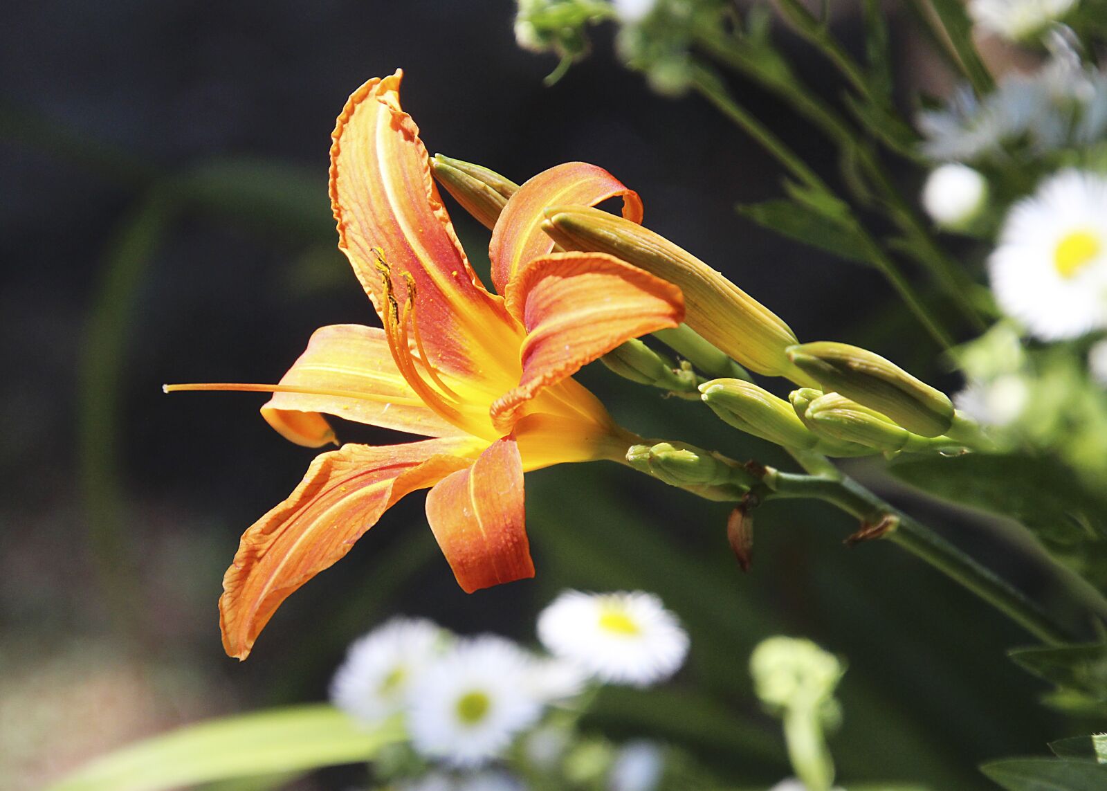 Canon EOS 700D (EOS Rebel T5i / EOS Kiss X7i) sample photo. Iris, flower, blossom photography