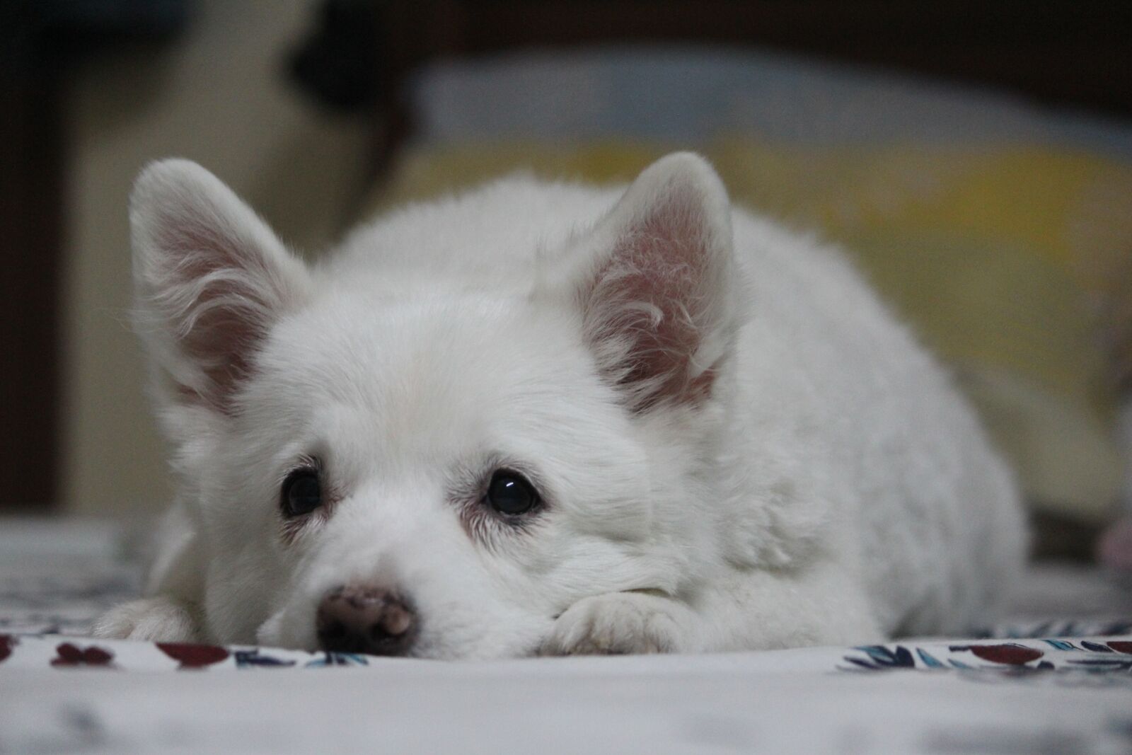 Canon EOS 1200D (EOS Rebel T5 / EOS Kiss X70 / EOS Hi) sample photo. Puppy, cute, laying down photography