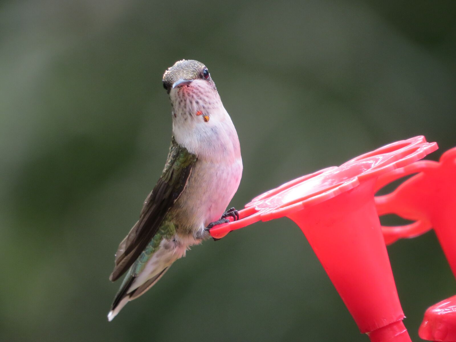 Canon PowerShot SX50 HS sample photo. Nature, outdoors, bird photography