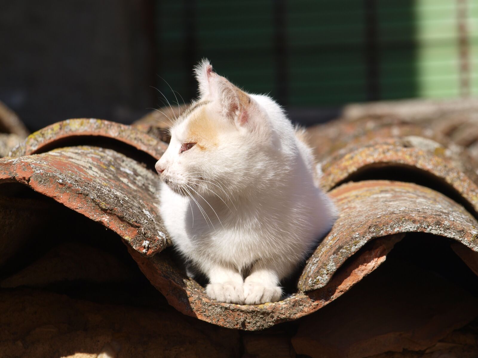 Olympus E-450 (EVOLT E-450) sample photo. Cat, about, roof photography