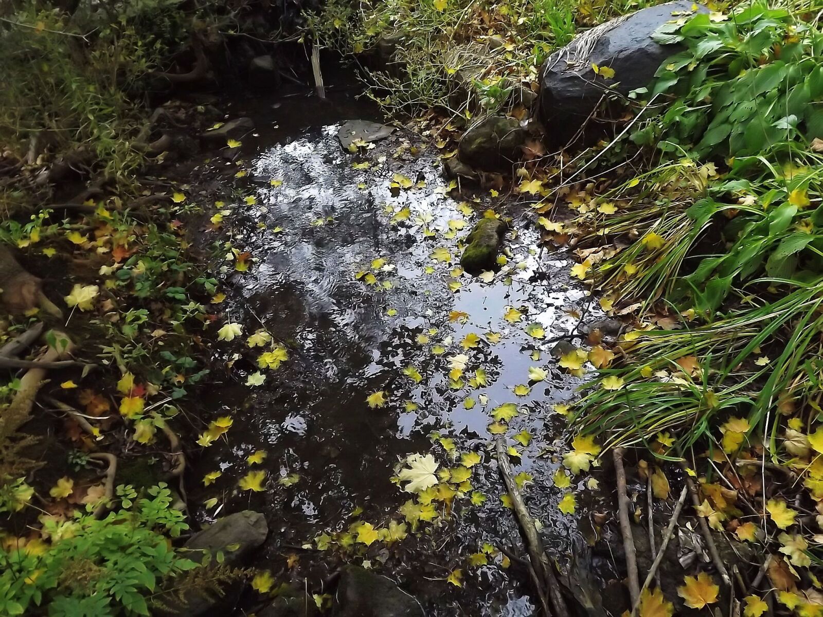 Fujifilm FinePix S3400 sample photo. Nature, foliage, pond photography