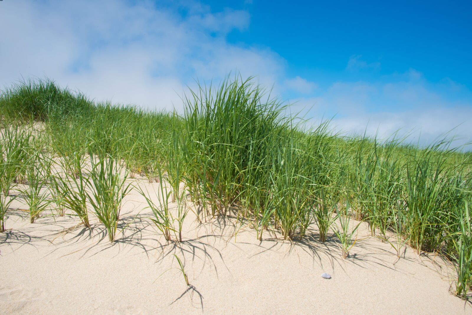 Nikon D800 sample photo. Beach, grass, green photography