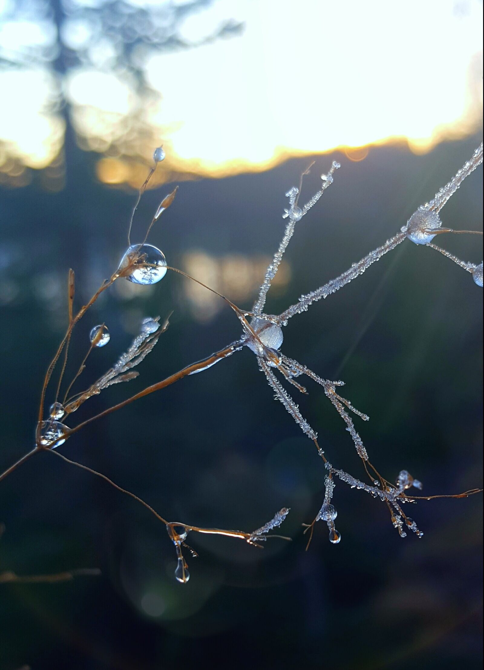 Samsung Galaxy S6 sample photo. Frosty, ice, drop photography
