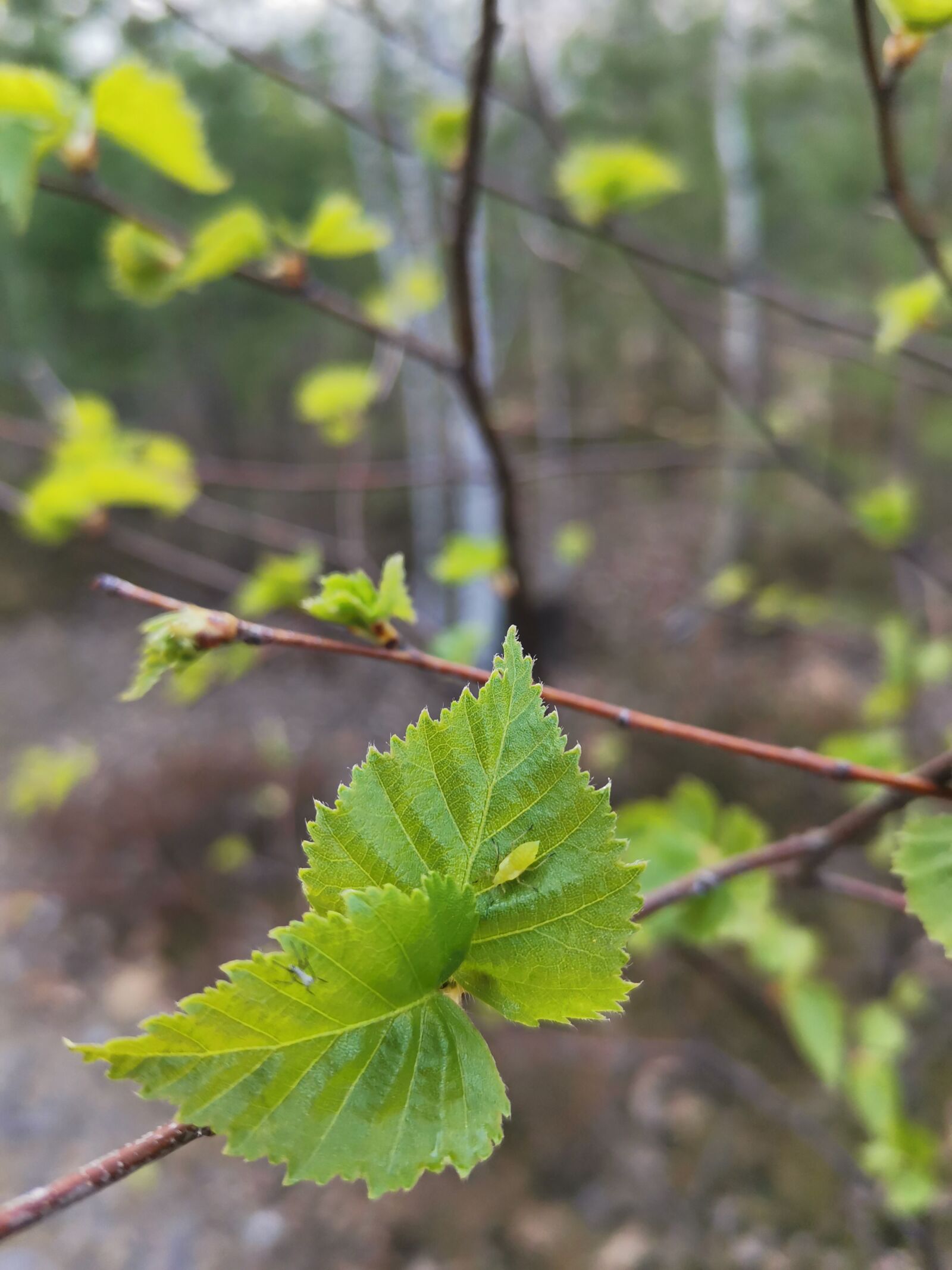 HUAWEI YAL-L21 sample photo. лес, листочек, мошка photography