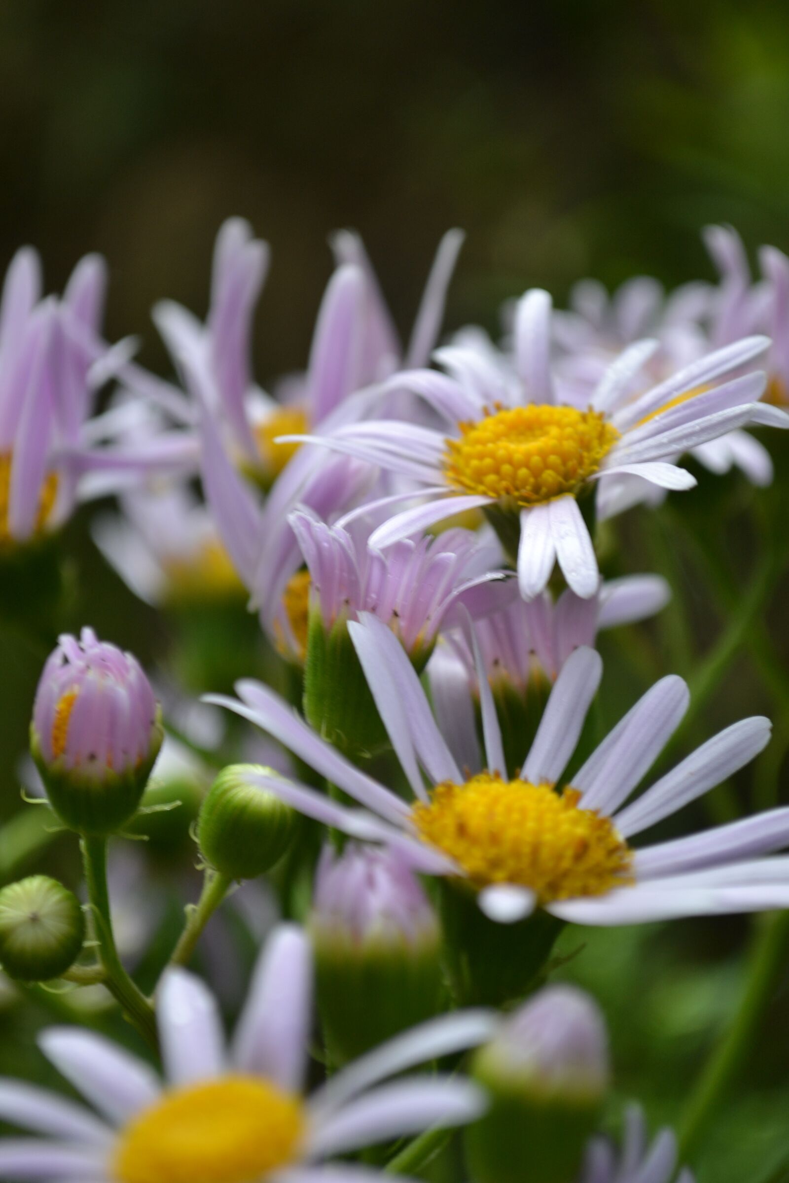 Nikon D3100 sample photo. Flower, purple, nature photography
