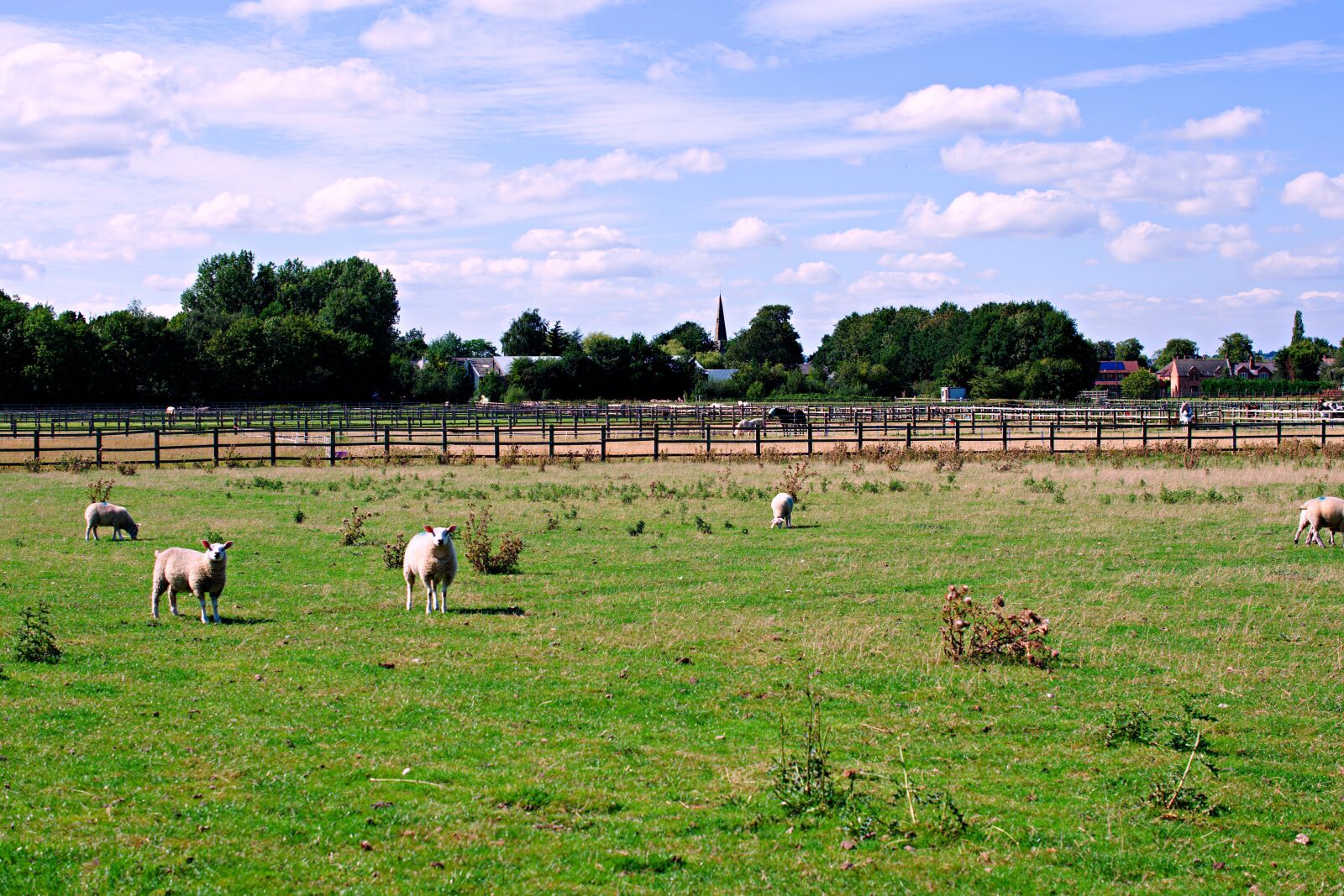 Nikon D3400 sample photo. Field, sheep, farm photography