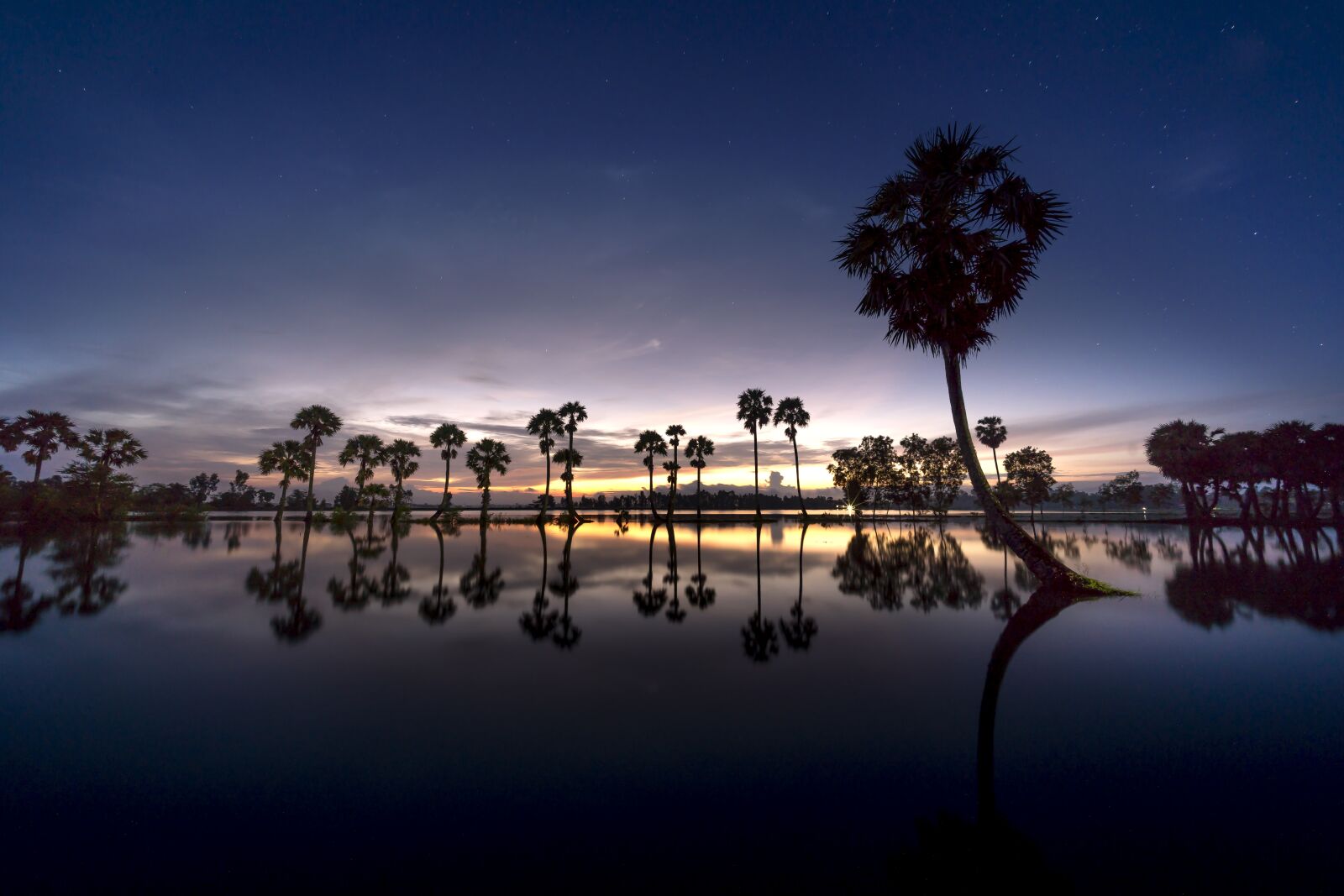 Sony a7R III + Voigtlander ULTRA WIDE-HELIAR 12mm F5.6 III sample photo. Scenery, palm, tree photography