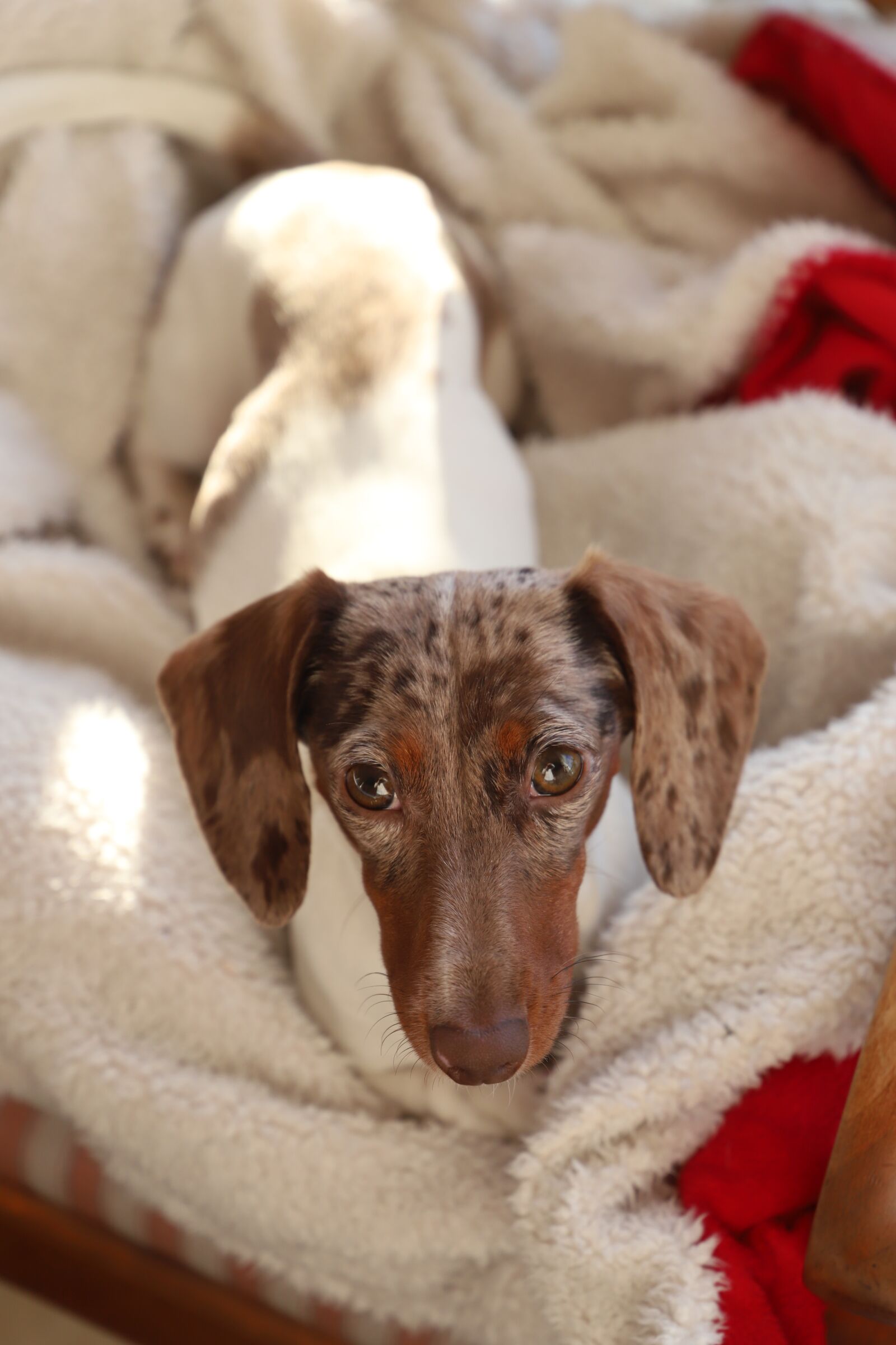 Canon EOS 6D Mark II sample photo. Dog, cute, mammal photography