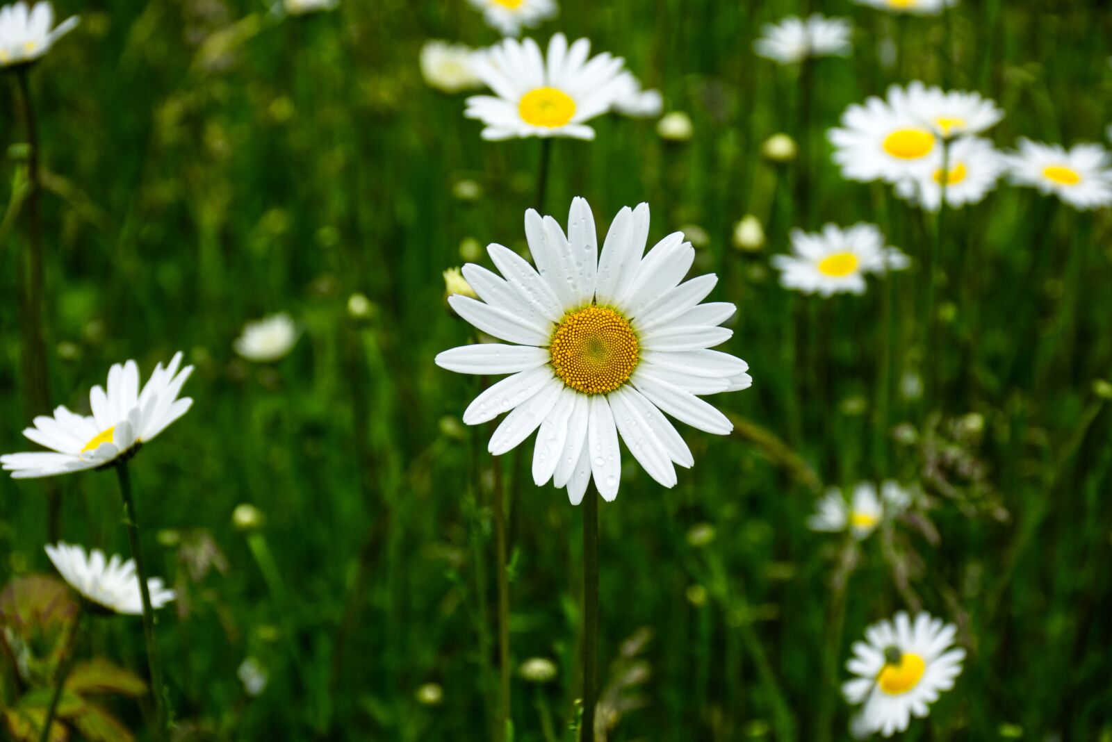 Nikon D7200 sample photo. Daisy, flower, meadow photography