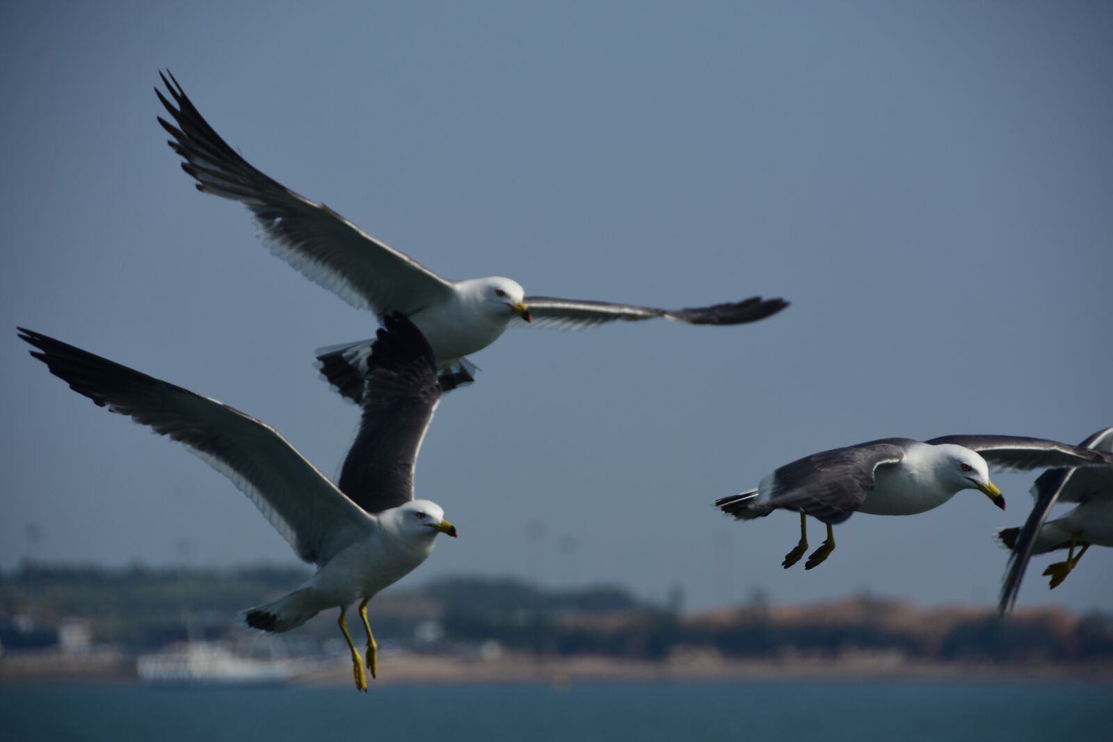 Nikon D7200 sample photo. Seagull, emergency, flight photography