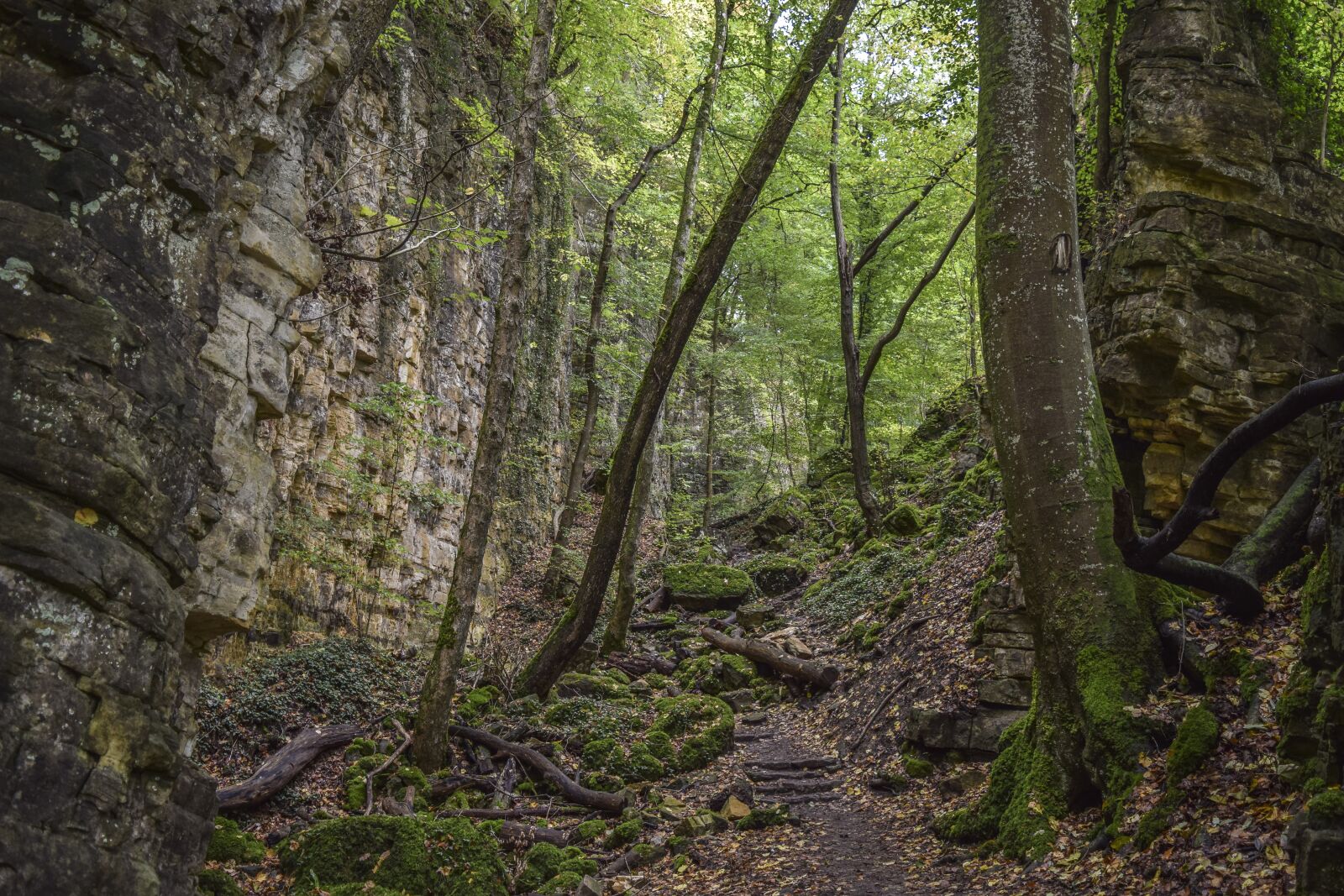 Nikon D3300 sample photo. Forest, nature, landscape photography