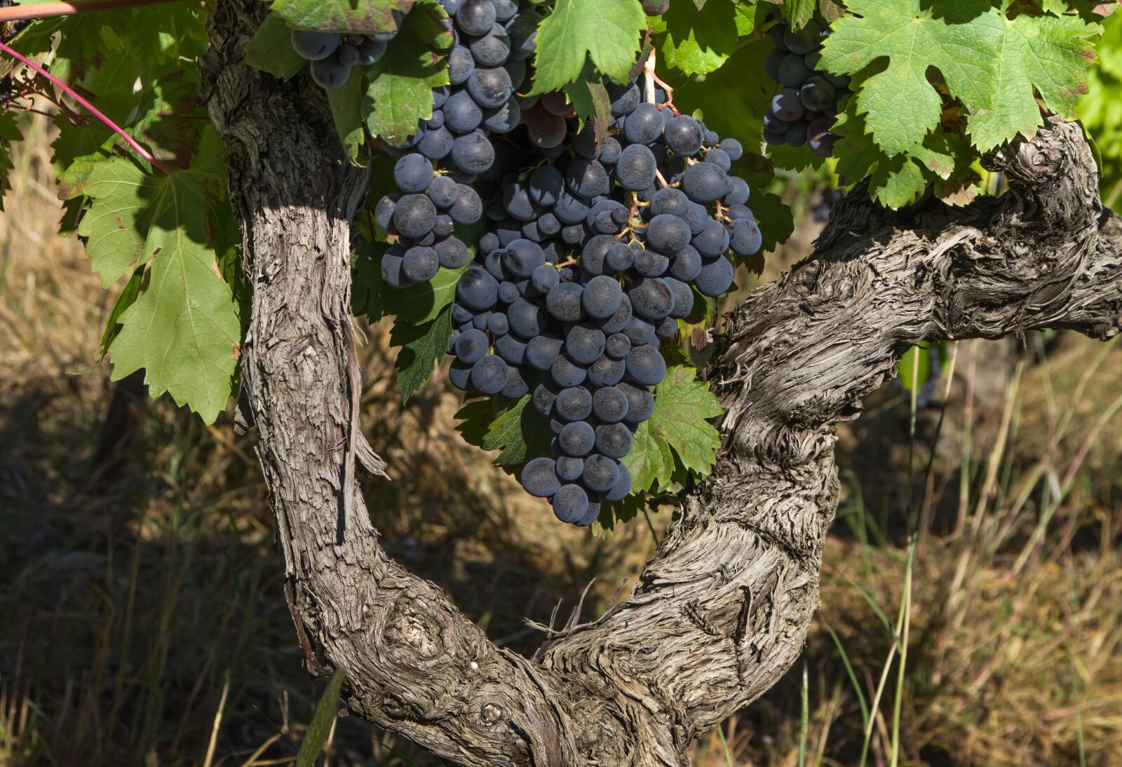 Pentax KP sample photo. Grape, cluster, vine photography