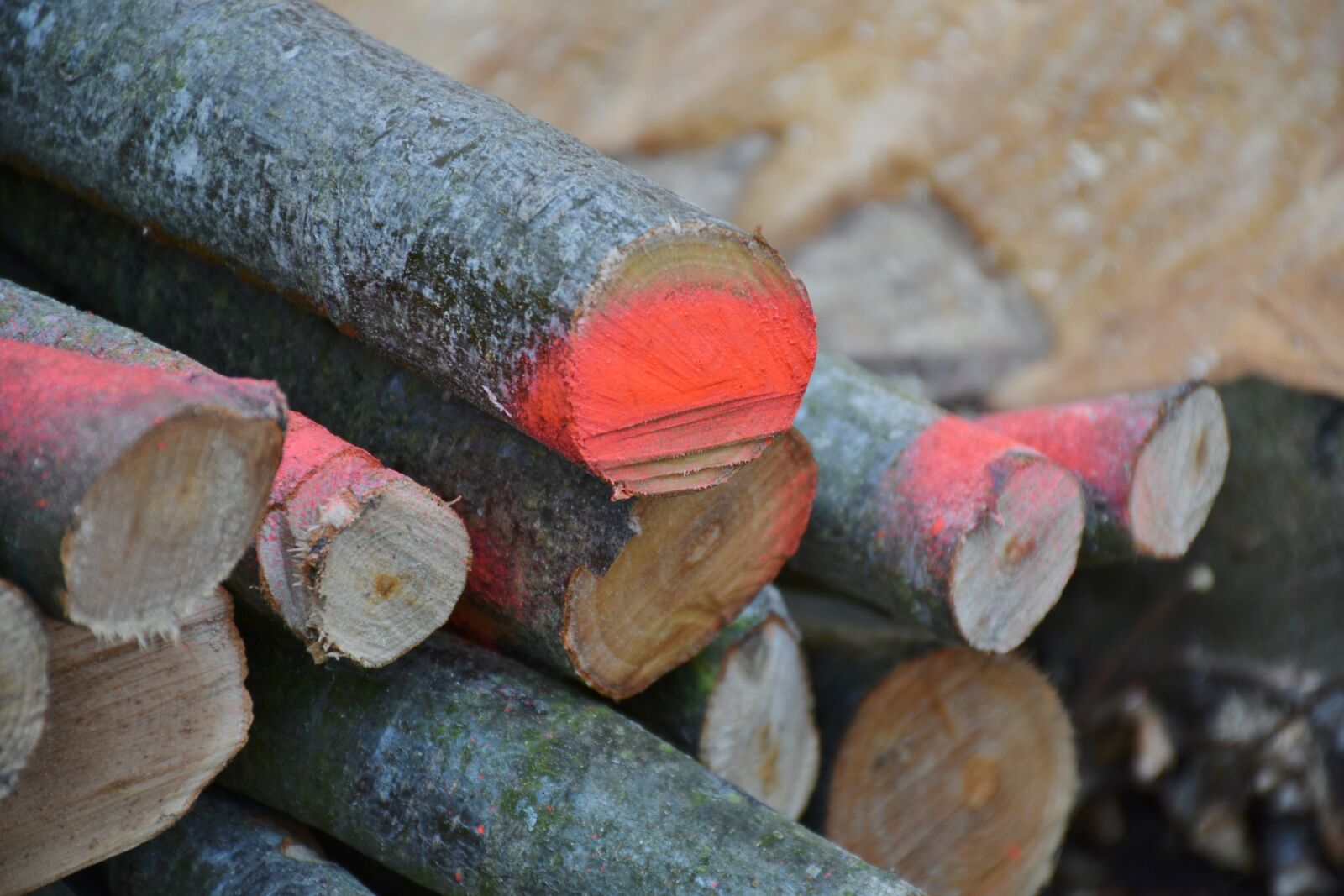 Nikon D7200 sample photo. Wood, firewood, holzstapel photography