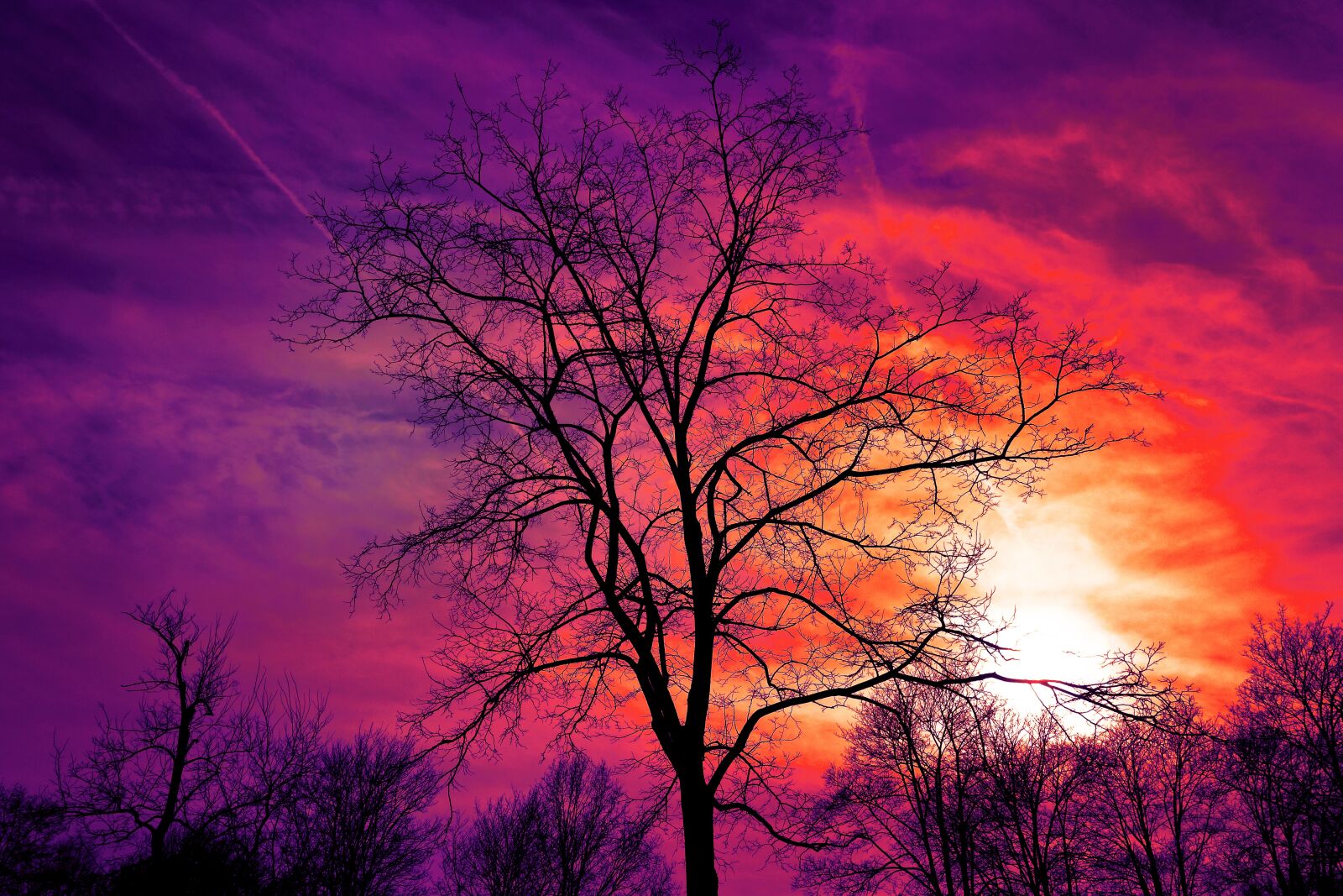 Sony Cyber-shot DSC-RX100 sample photo. Tree, bare tree, sunset photography