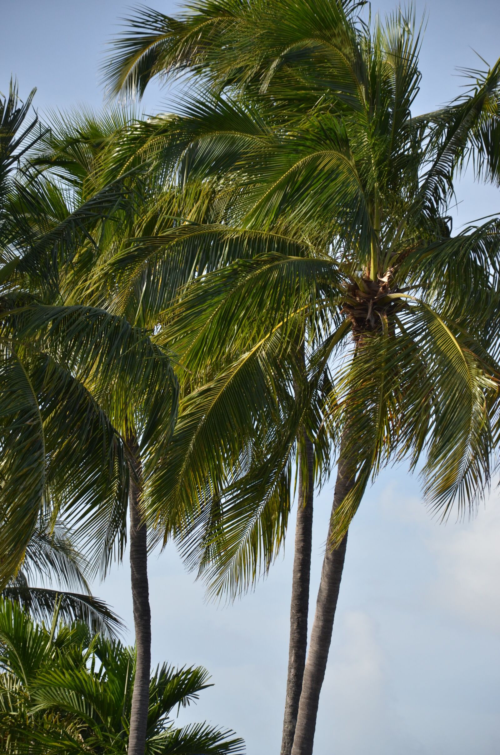 Nikon D7000 sample photo. Florida, palm, palm tree photography