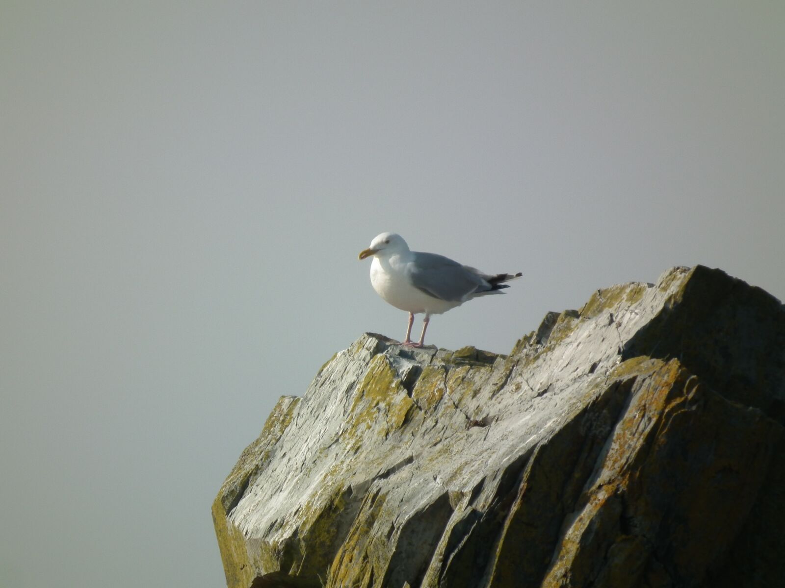 FujiFilm FinePix HS10 (FinePix HS11) sample photo. Seagull, rock, gray sky photography