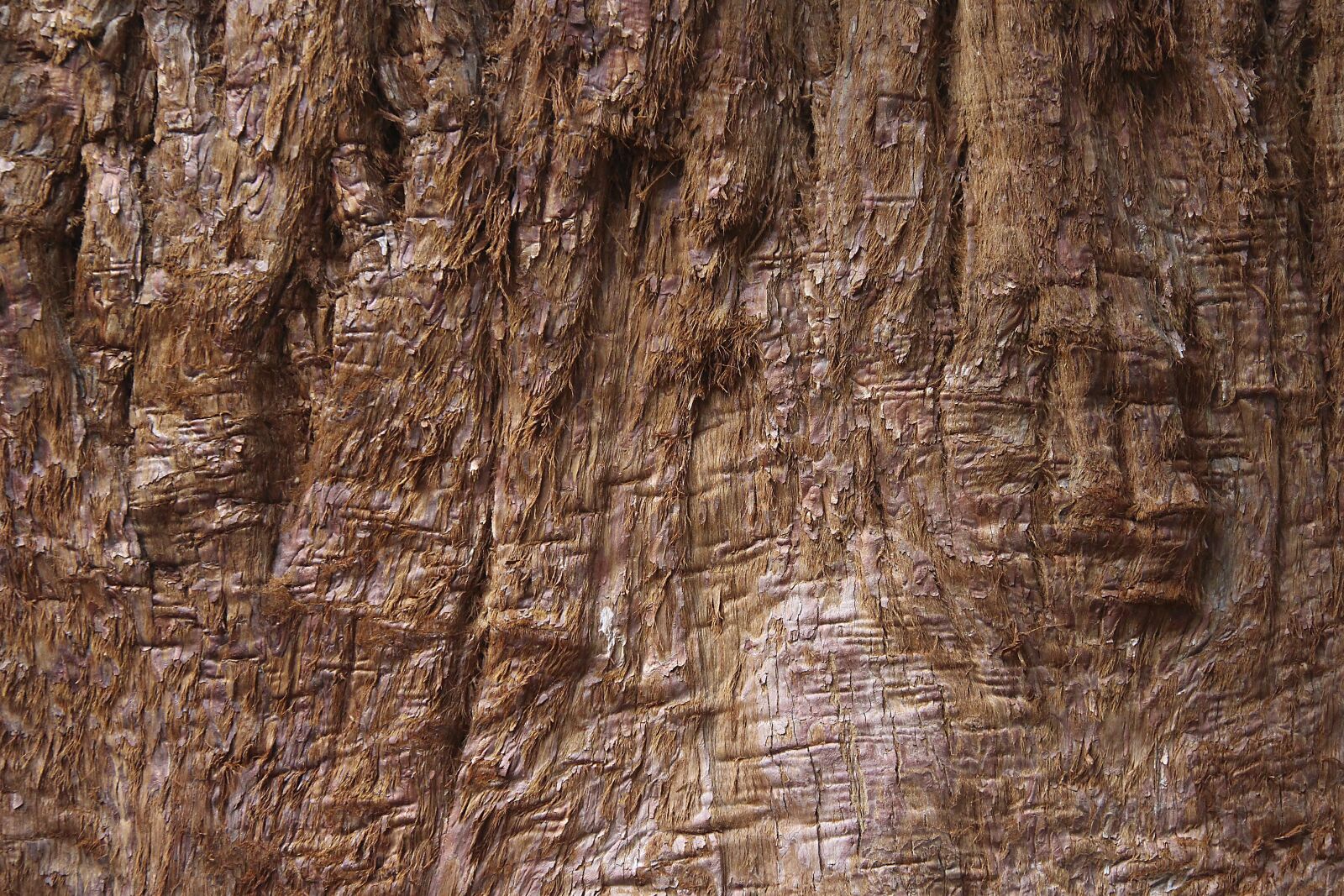 Canon EOS 700D (EOS Rebel T5i / EOS Kiss X7i) sample photo. Texture, tree, wood photography