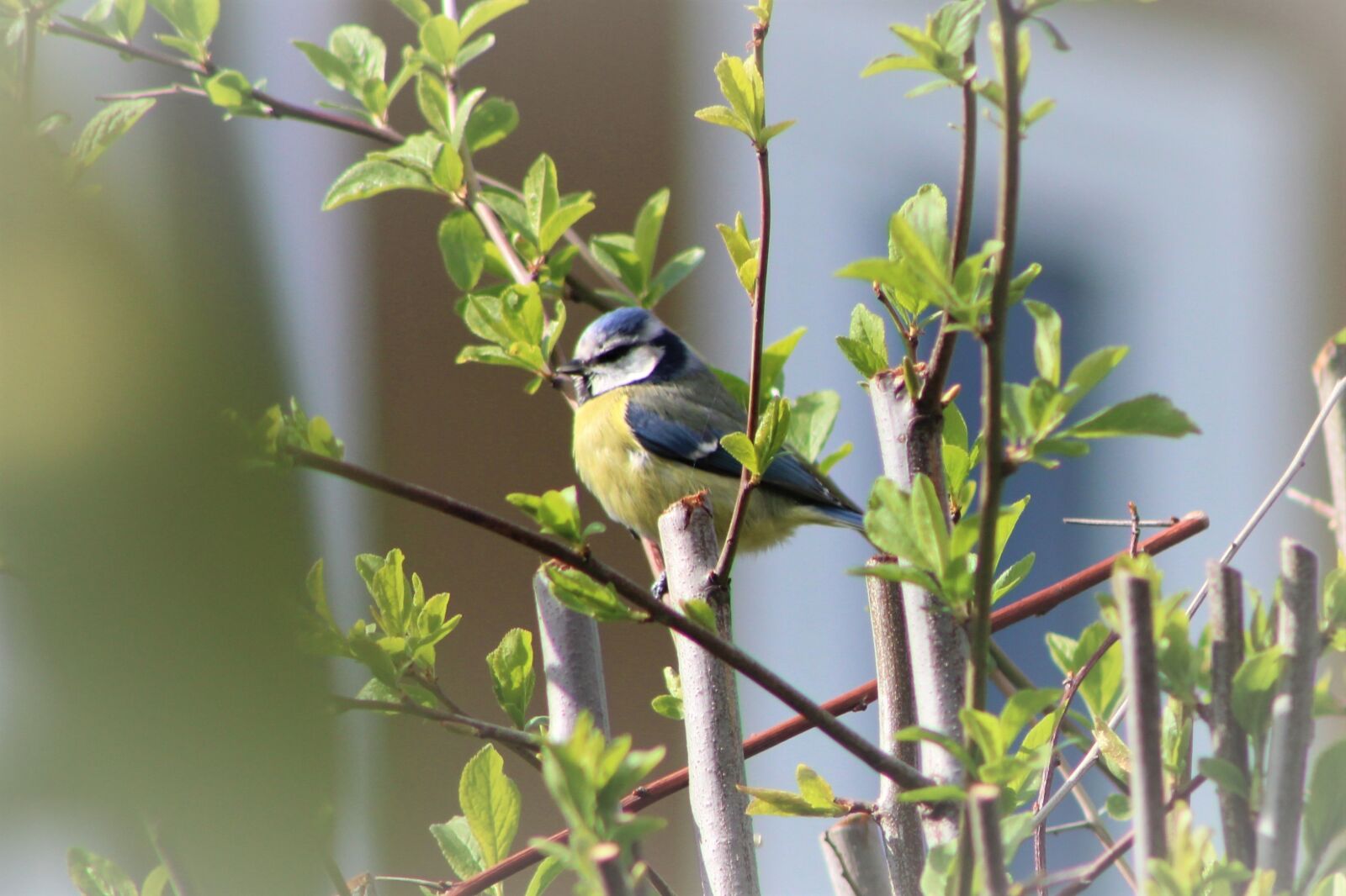 Canon EOS 2000D (EOS Rebel T7 / EOS Kiss X90 / EOS 1500D) sample photo. Bird, garden, blue tit photography
