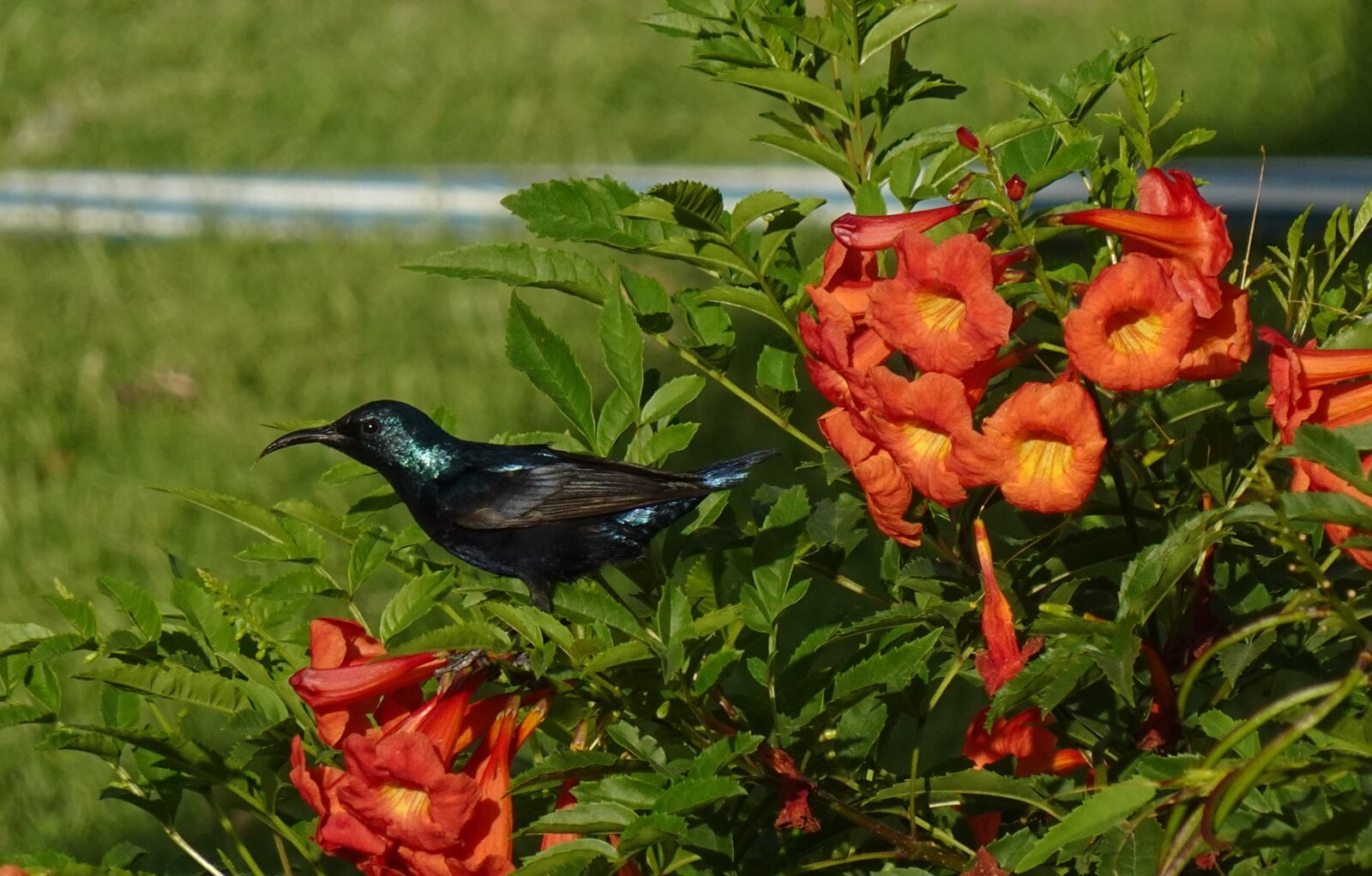 Sony DSC-WX800 sample photo. Bird, purple sunbird, cinnyris photography