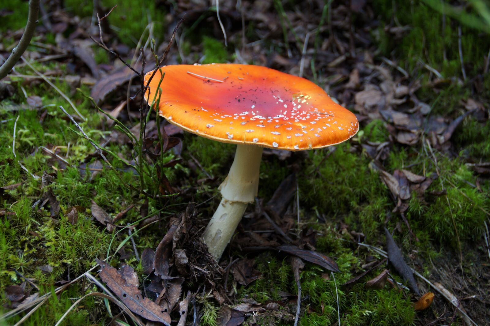 Sony SLT-A58 sample photo. Toadstool, red, fungus photography