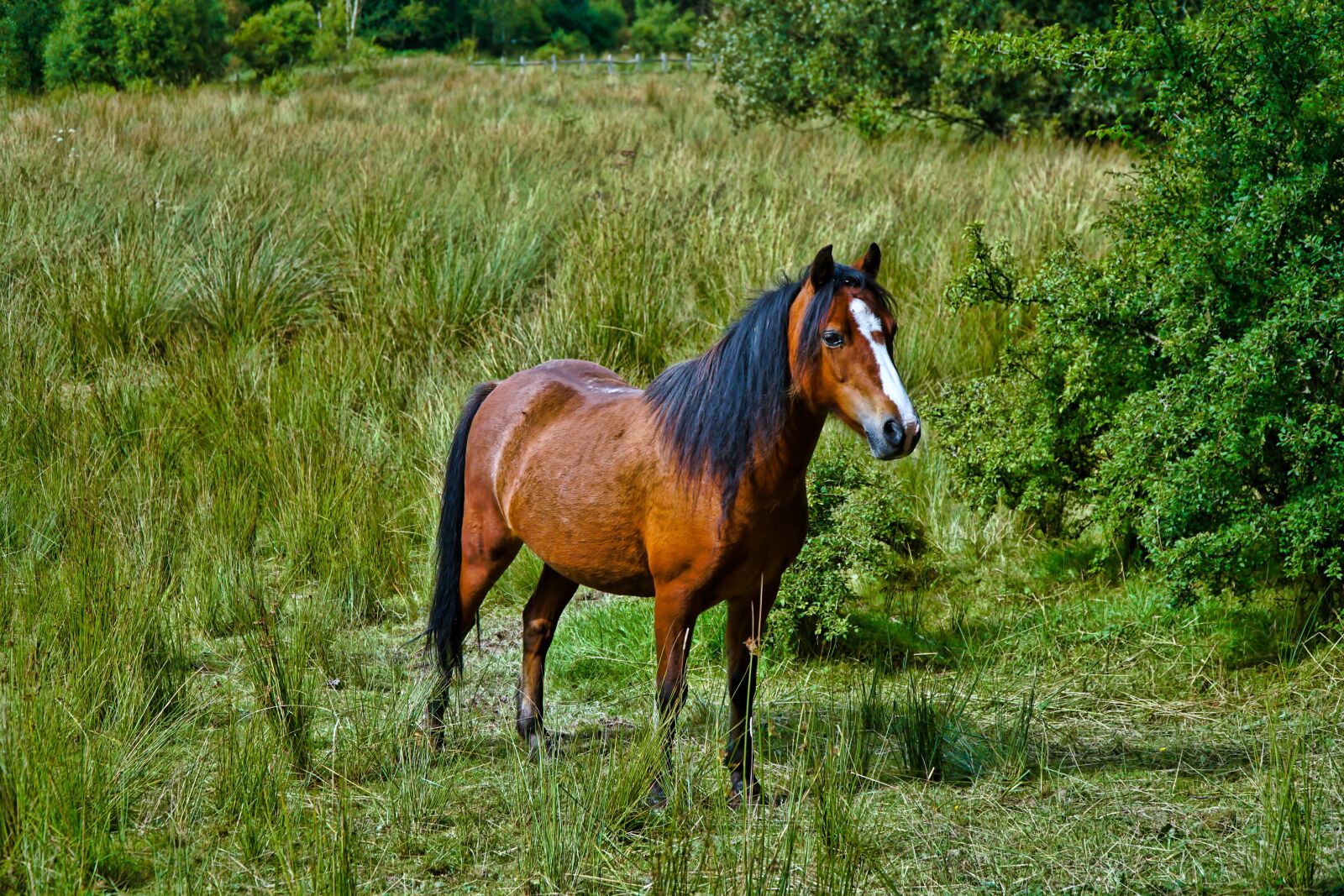 Sony a6300 + Sony E PZ 18-105mm F4 G OSS sample photo. Horse, field, animal photography