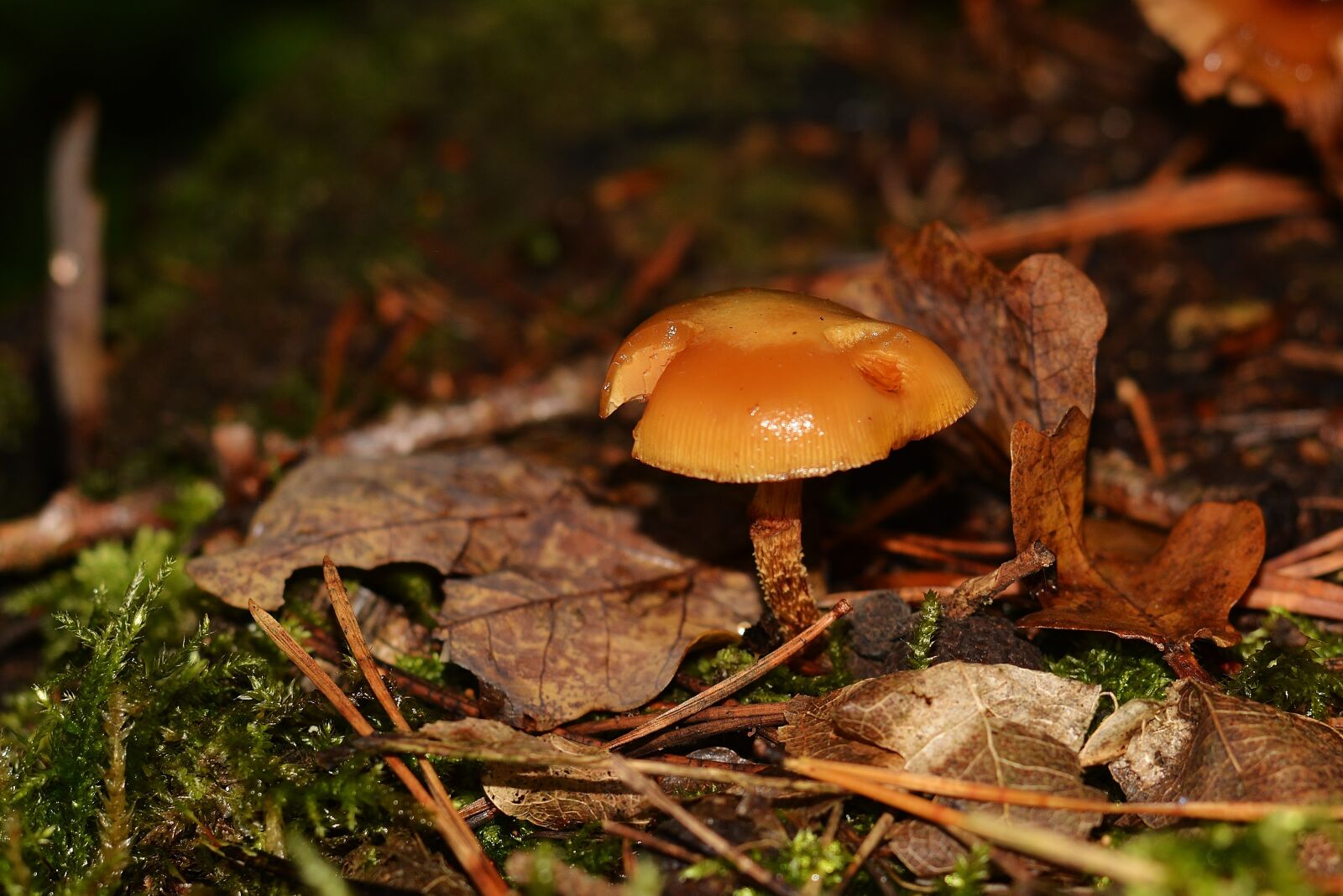 Nikon D5200 sample photo. Forest, mushroom, forest floor photography