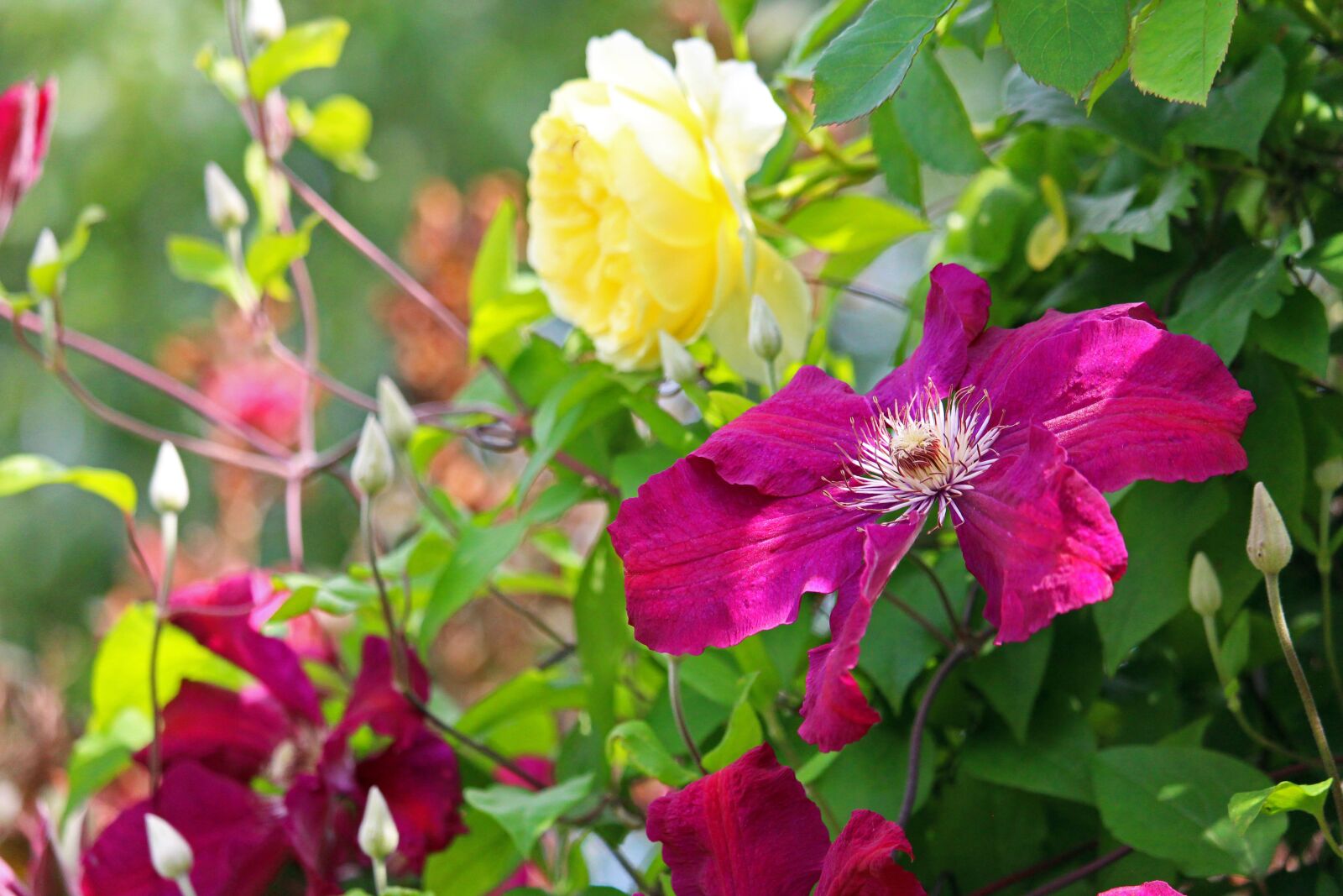 Canon EF-S 55-250mm F4-5.6 IS STM sample photo. Clematis, creeper, garden photography