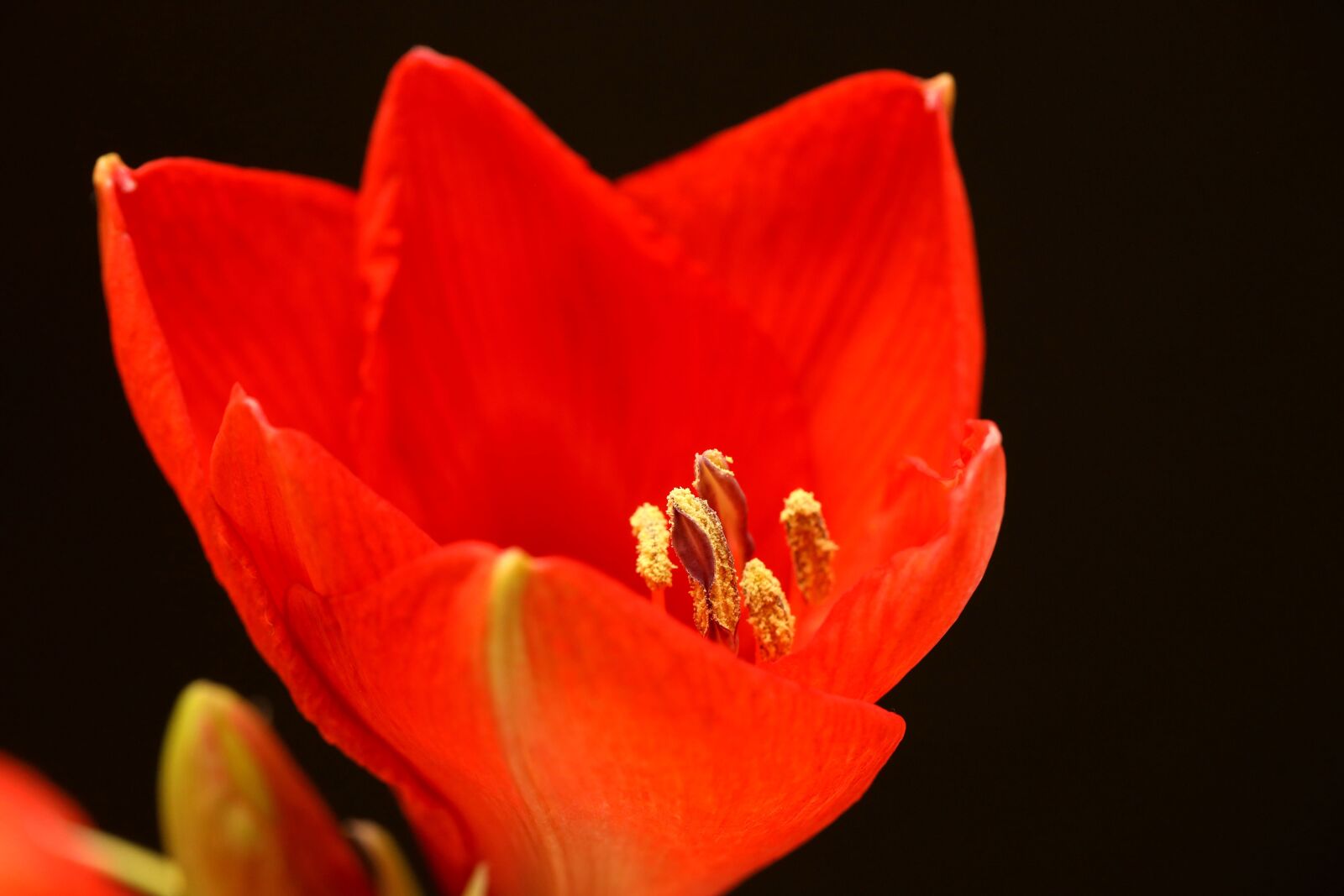 Canon EOS R sample photo. Amaryllis, blossom, bloom photography