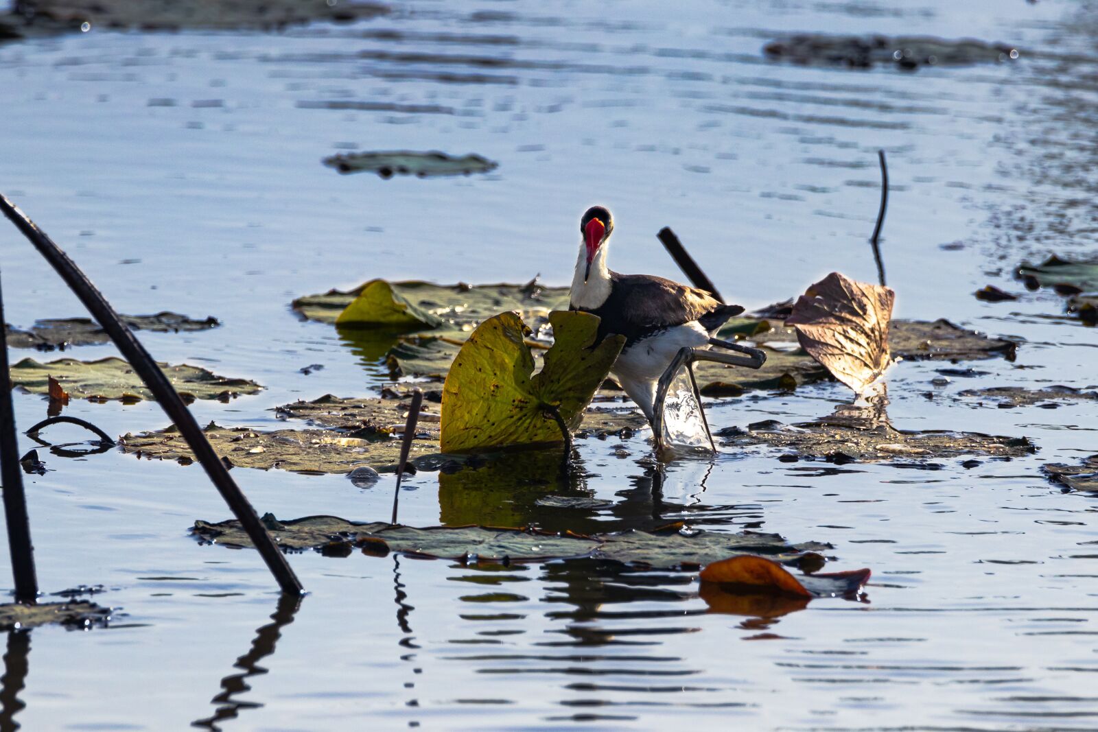 Canon EOS 80D sample photo. Water bird, bird, lake photography