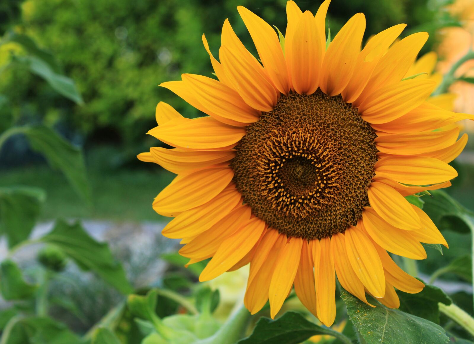 Canon EOS 2000D (EOS Rebel T7 / EOS Kiss X90 / EOS 1500D) sample photo. Sunflower, flower, blossom photography