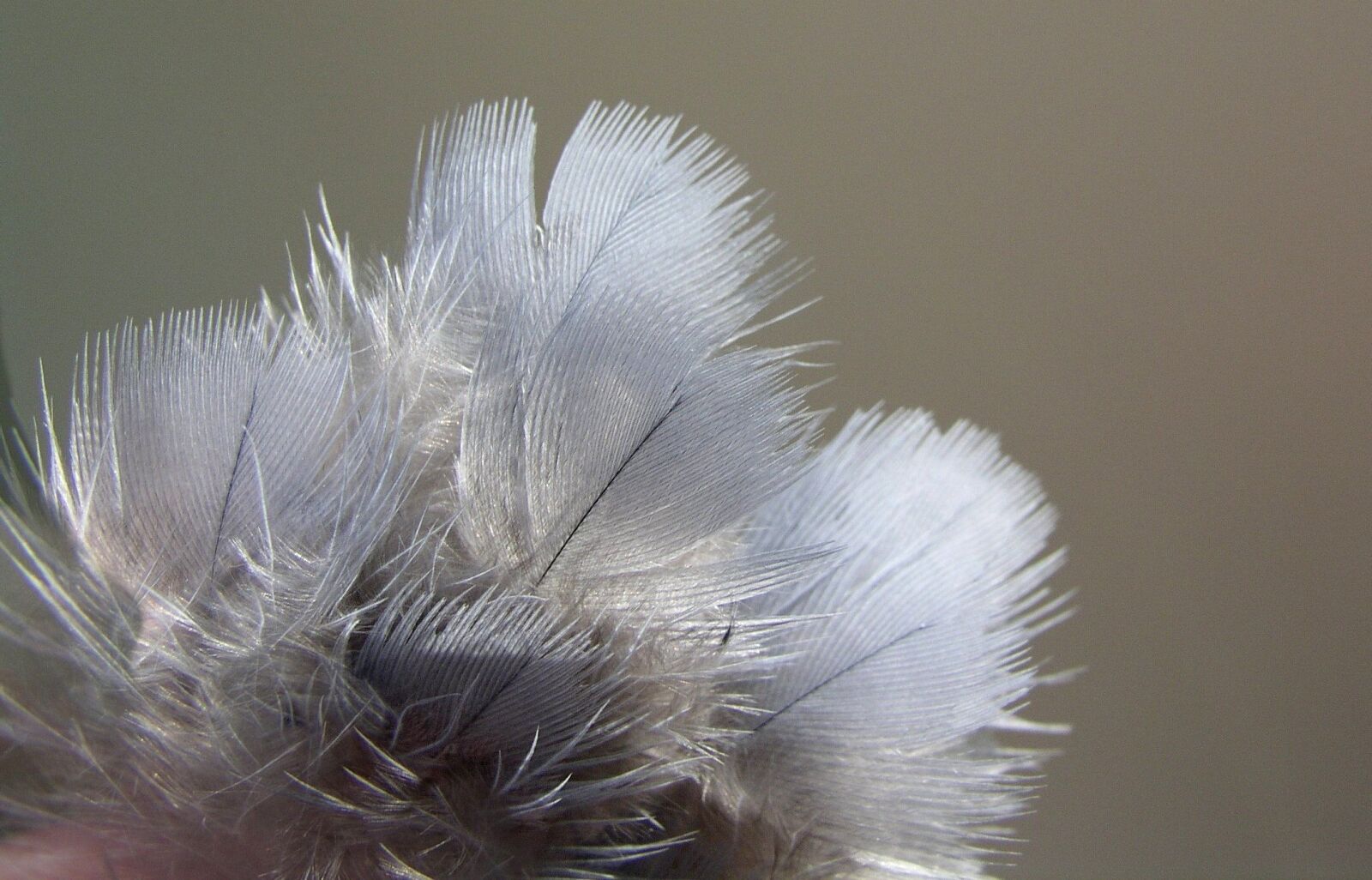 Olympus C5050Z sample photo. Feathers, bird, nature photography