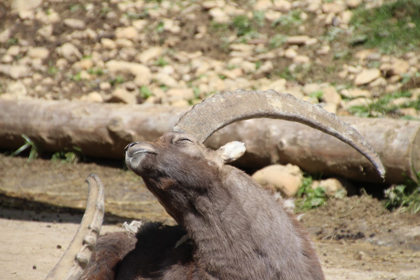 Canon EOS 700D (EOS Rebel T5i / EOS Kiss X7i) sample photo. Mountain goat, billy goat photography