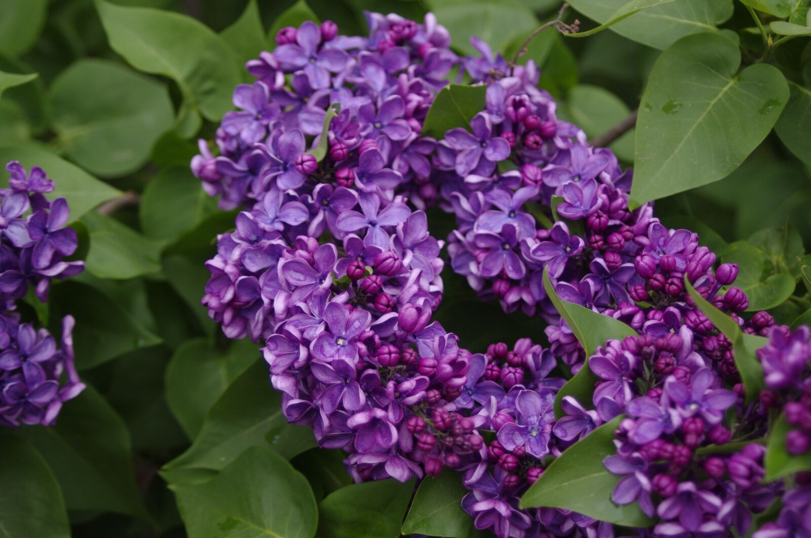 Pentax K-x sample photo. Flowers, lilac photography