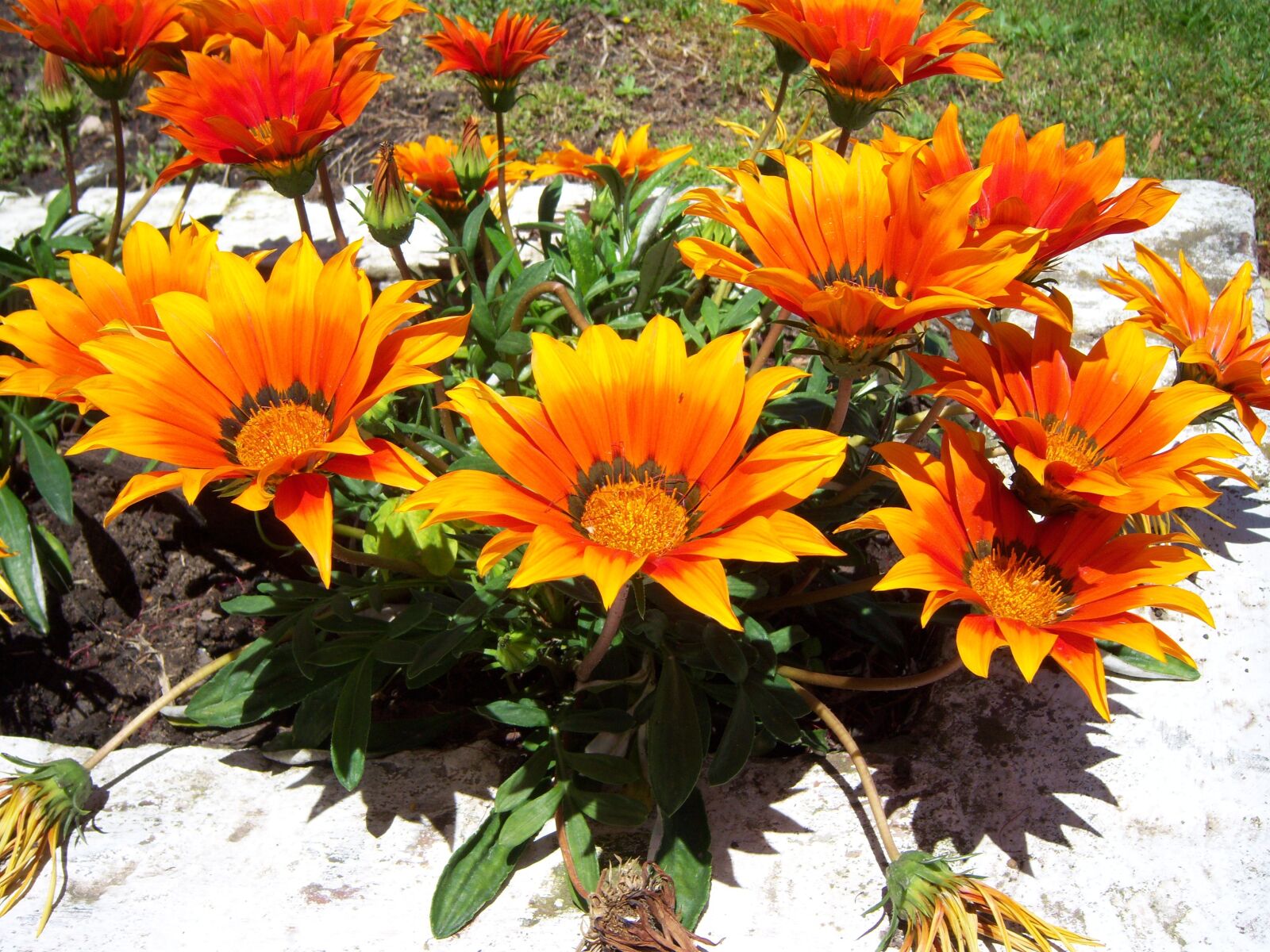 Kodak EASYSHARE V1003 ZOOM DIGITAL CAMERA sample photo. Flowers, corsages, sun photography
