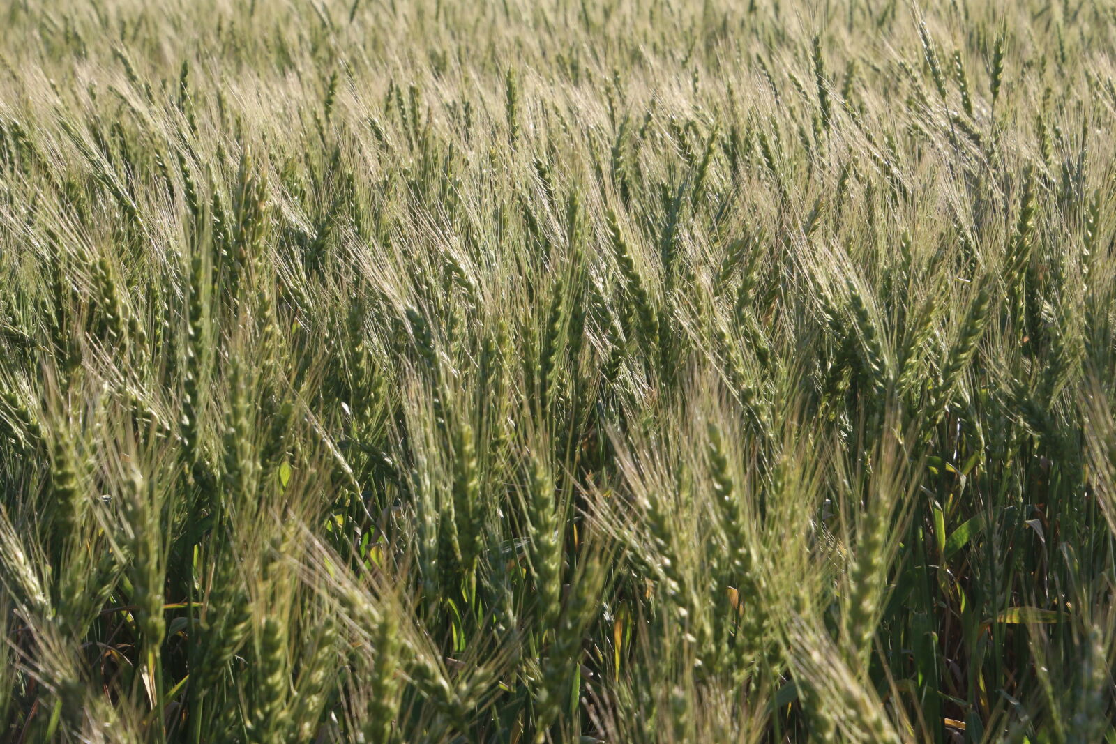Canon EOS 7D Mark II sample photo. Barley, barley, field, beer photography