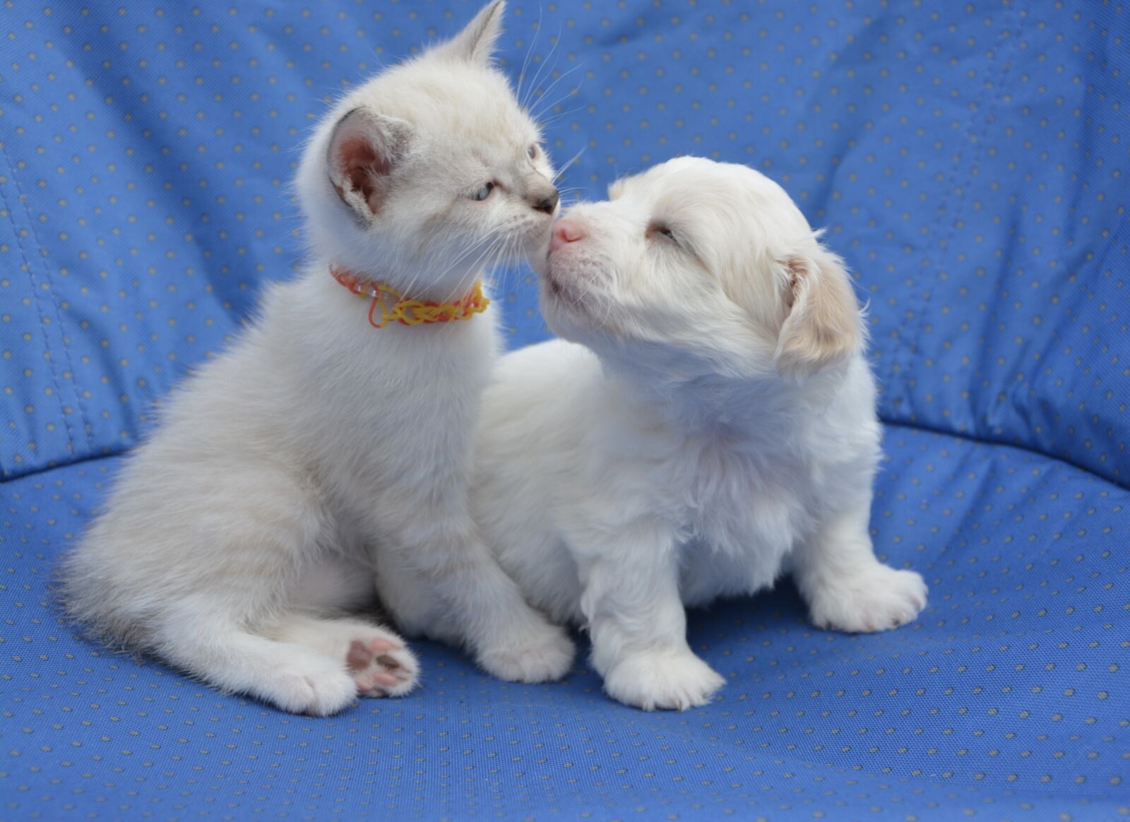 Nikon D5200 sample photo. Dog, cat, puppy photography