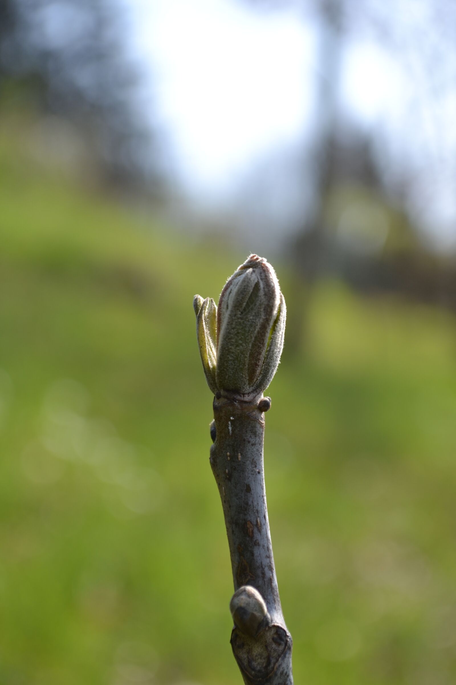 Nikon D3100 sample photo. Nature, gems, spring photography