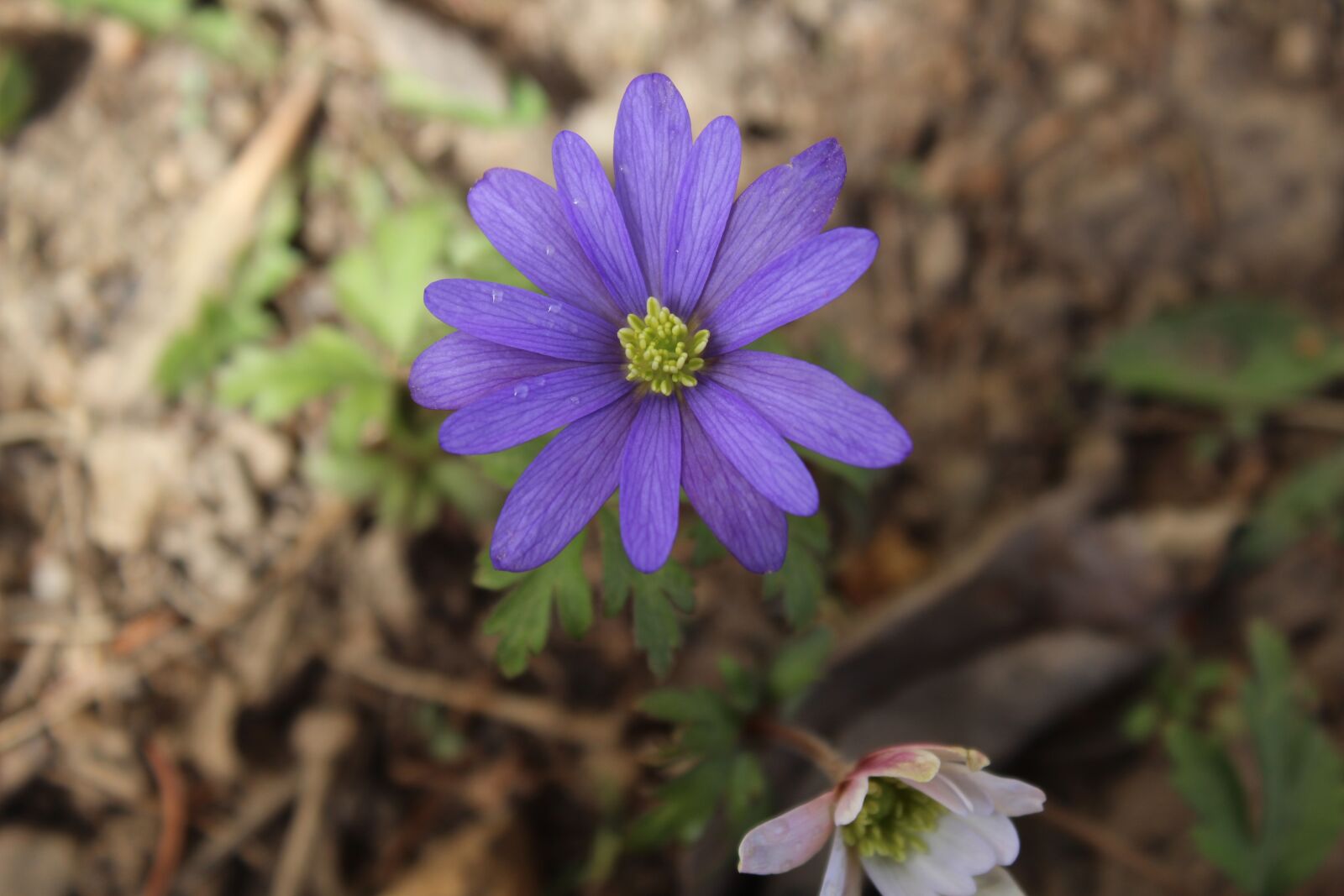 Canon EOS 1200D (EOS Rebel T5 / EOS Kiss X70 / EOS Hi) sample photo. Anemone, purple, white photography