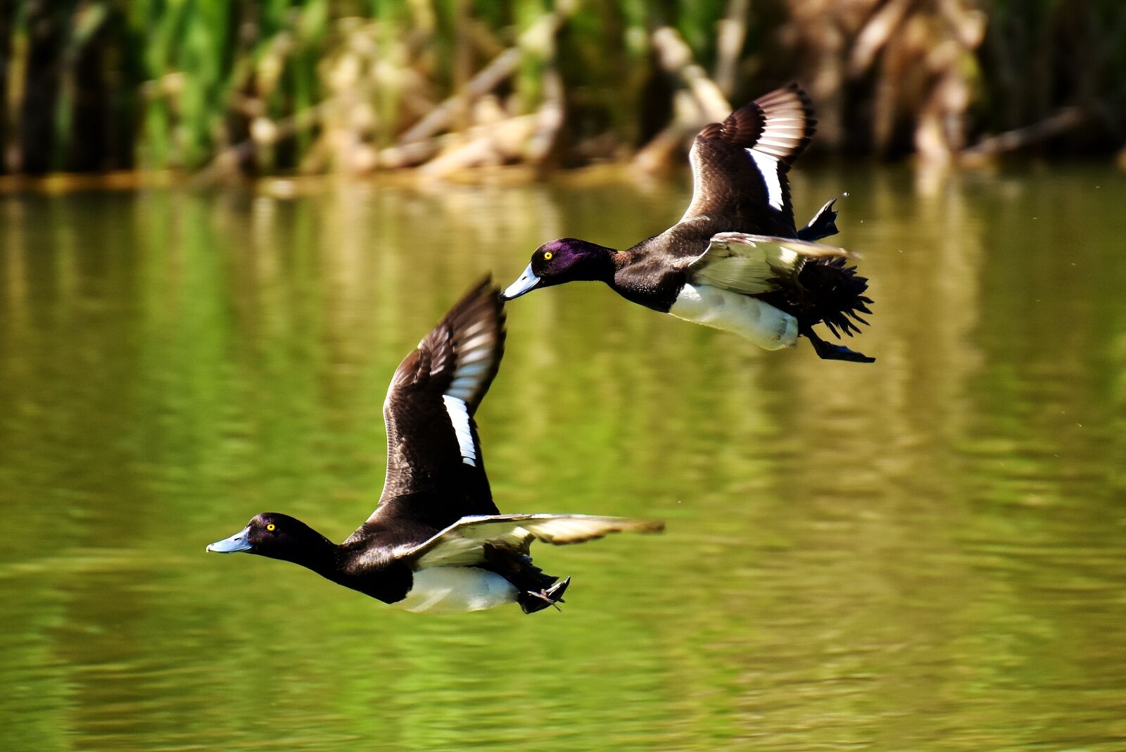 Nikon D7200 sample photo. Tufted duck, ducks, play photography