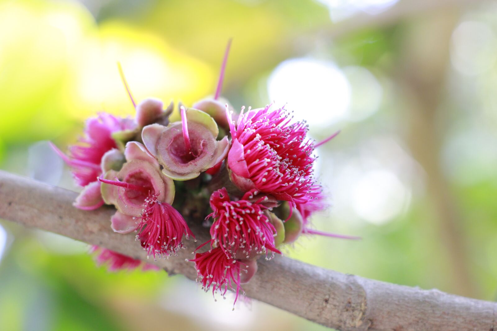 Canon EOS 550D (EOS Rebel T2i / EOS Kiss X4) sample photo. Flowers, ruangroi, wilt photography