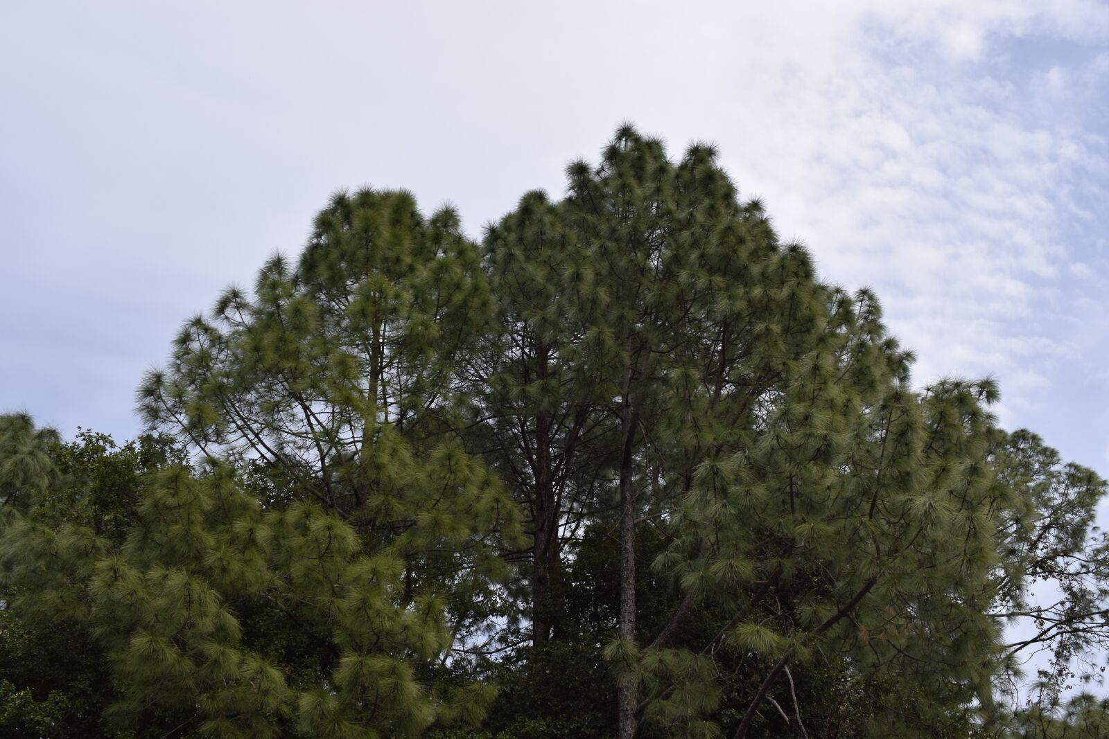 Nikon D5300 sample photo. Nainital, tree, tree and photography