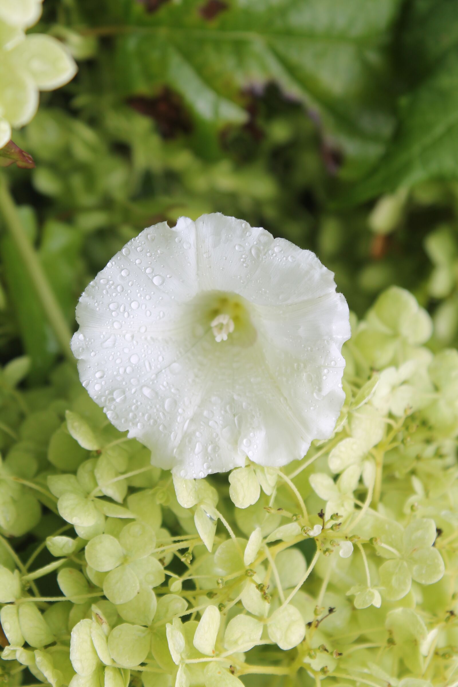 Canon EOS 1100D (EOS Rebel T3 / EOS Kiss X50) sample photo. Flower, white, garden photography