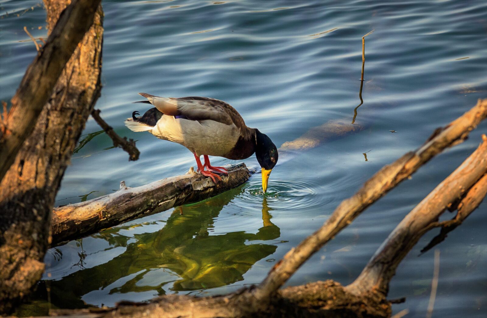 Nikon D7000 sample photo. Duck, lake, water photography
