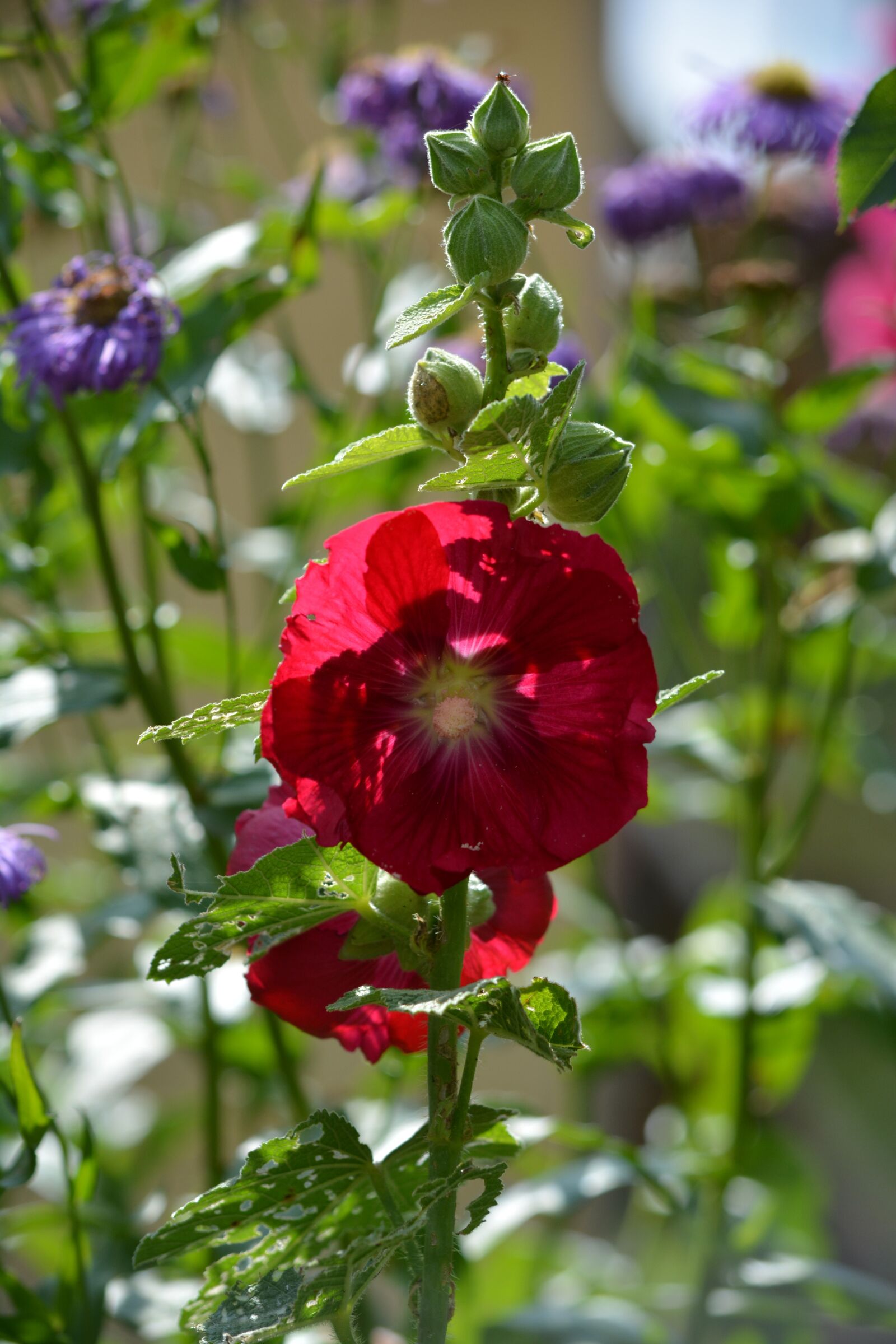Nikon D5200 sample photo. Flower, blossom, nature photography